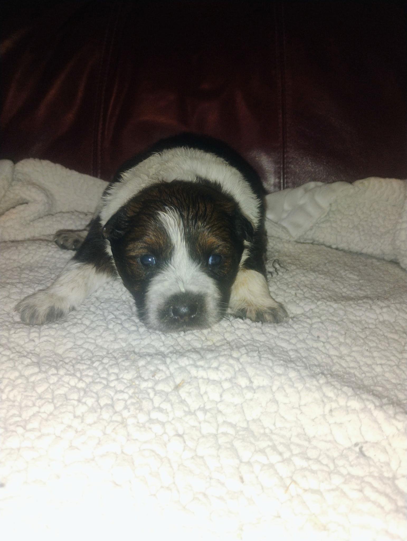 Gaia, Adoptable, Puppy Female Mixed Breed.