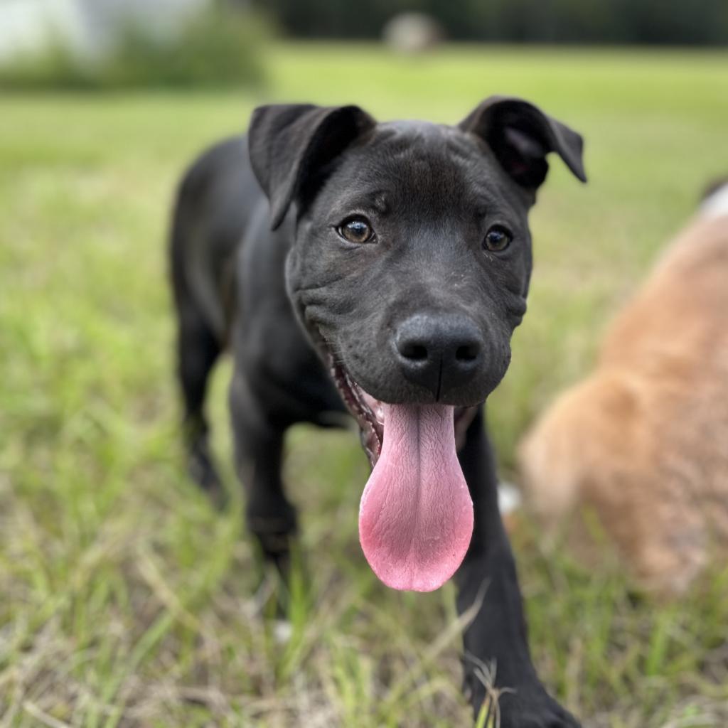 Enlarge Otter, a Adoptable Mixed Breed in Williston, FL image 4/6