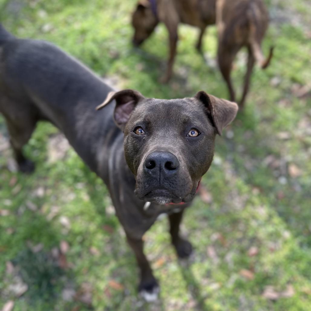 Enlarge Otter, a Adoptable Mixed Breed in Williston, FL image 6/6