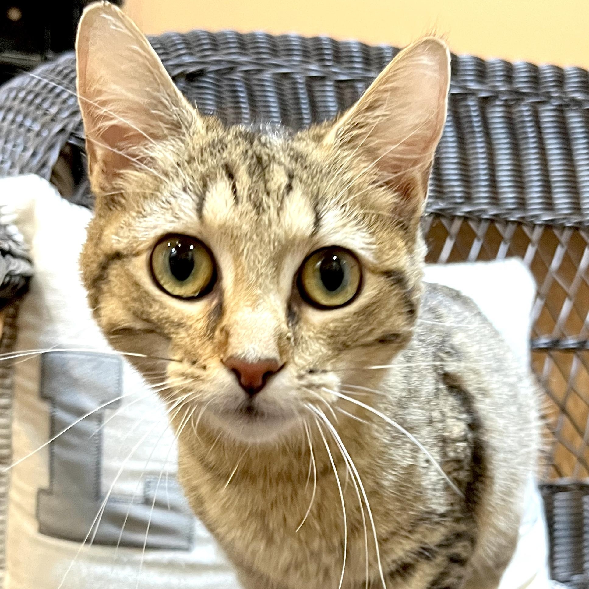 Enlarge Tabby -s, a ADOPTABLE mixed breed in Sequatchie, TN image 2/4