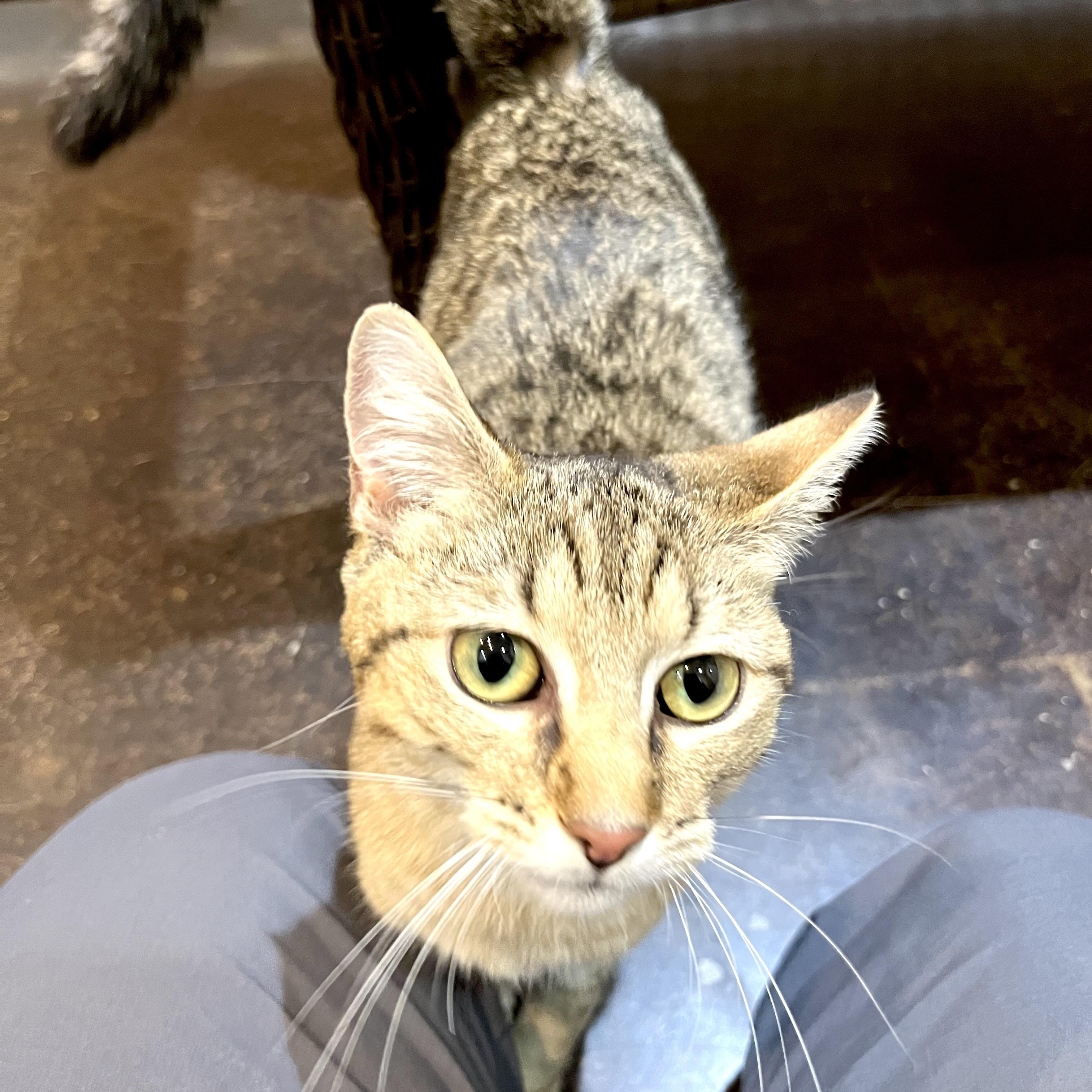 Enlarge Tabby -s, a ADOPTABLE mixed breed in Sequatchie, TN image 3/4