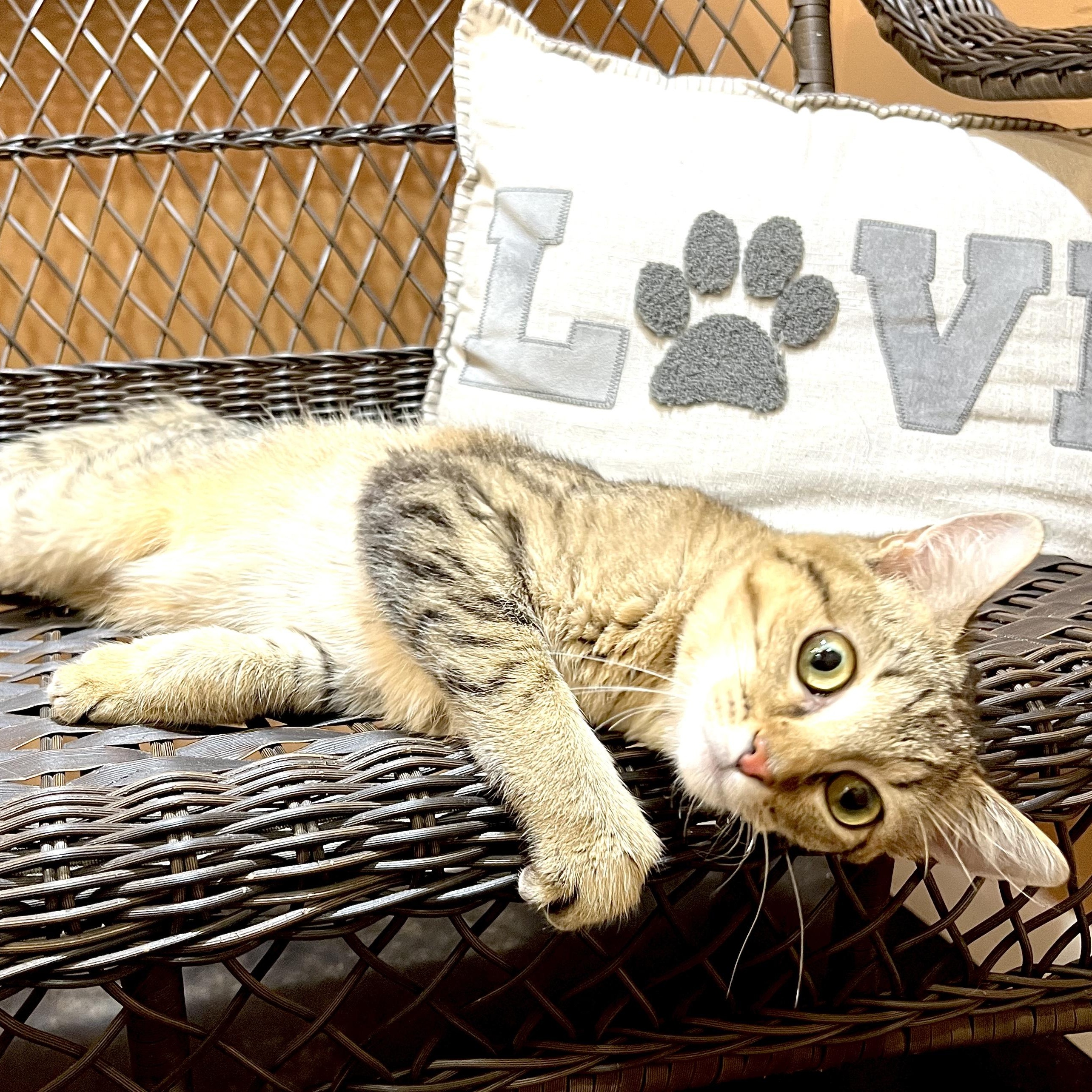 Enlarge Tabby -s, a ADOPTABLE mixed breed in Sequatchie, TN image 1/4