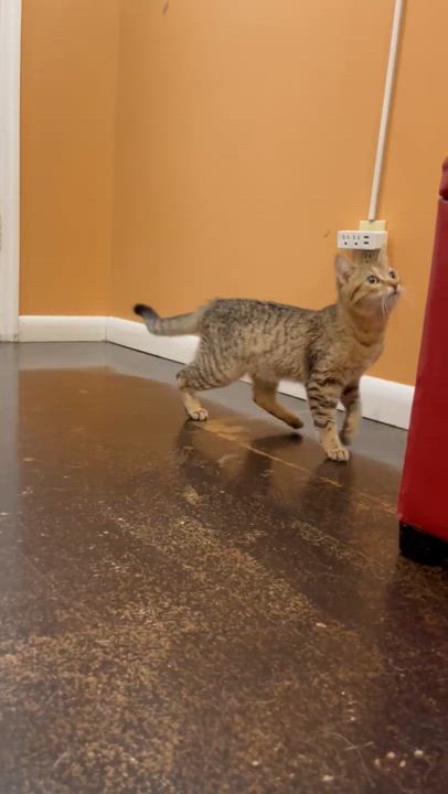 Enlarge Tabby -s, a ADOPTABLE mixed breed in Sequatchie, TN video 4/4