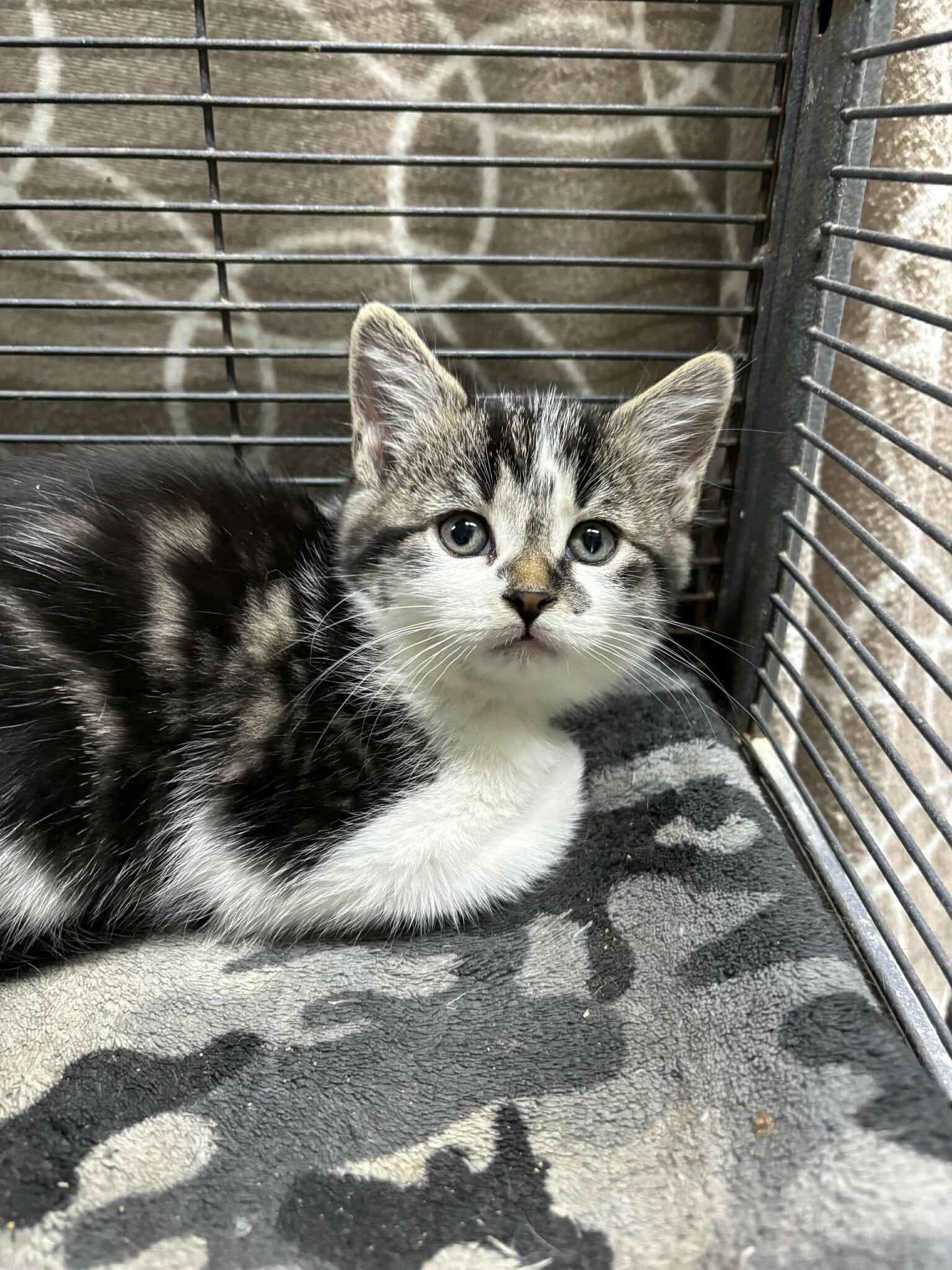 Enlarge OPALITE, a Adoptable Domestic Short Hair in Tillsonburg, ON image 1/2