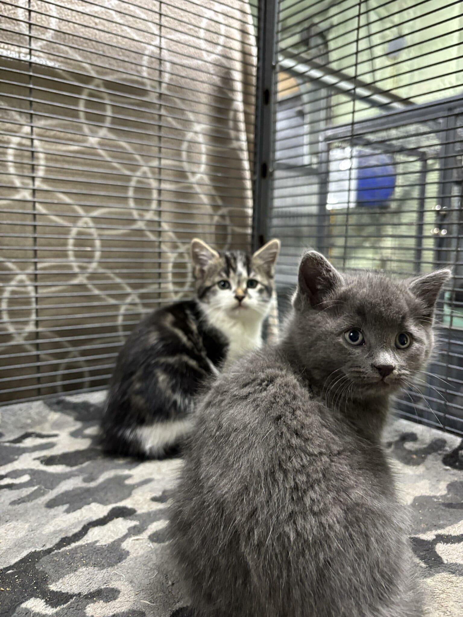 Enlarge OPALITE, a Adoptable Domestic Short Hair in Tillsonburg, ON image 2/2