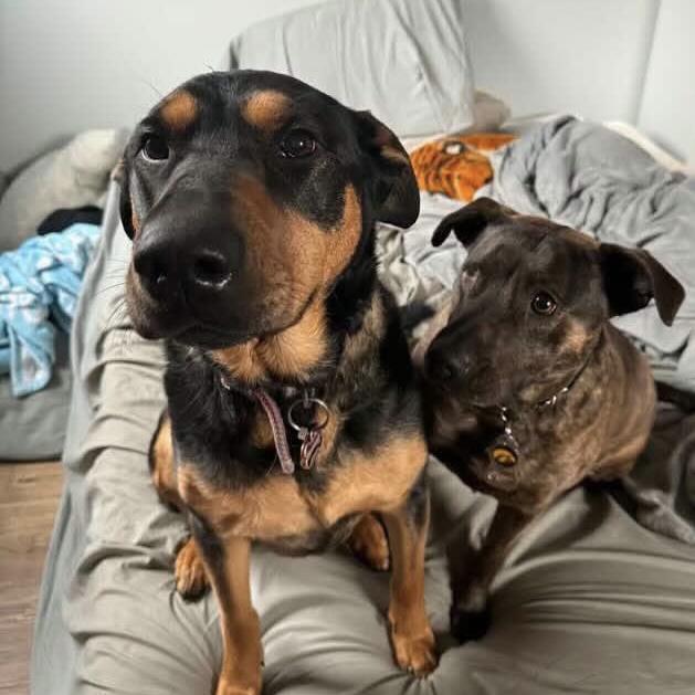 Enlarge Gabby, a Adoptable mixed breed in Stowe, VT image 2/2