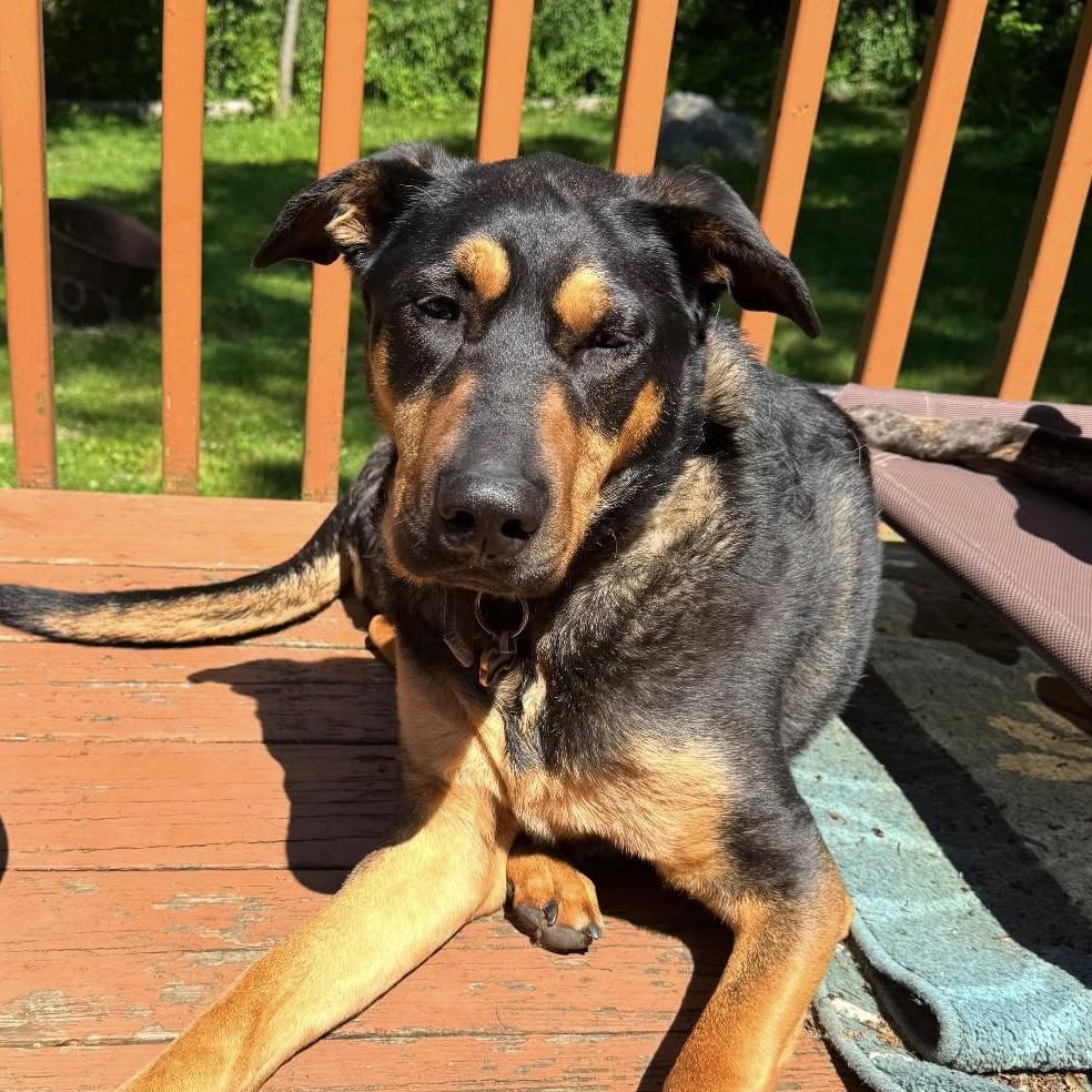 Gabby, Adoptable, Senior Female German Shepherd Dog & Rottweiler.