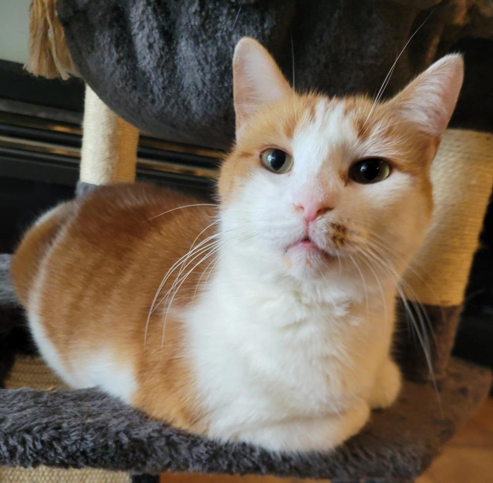 Enlarge Stanley, a Adoptable Domestic Short Hair in Louisa, VA image 1/4