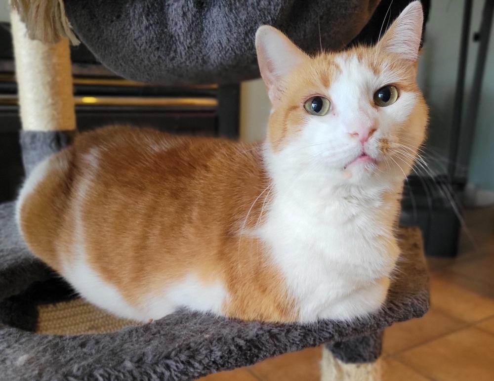 Enlarge Stanley, a Adoptable Domestic Short Hair in Louisa, VA image 2/4