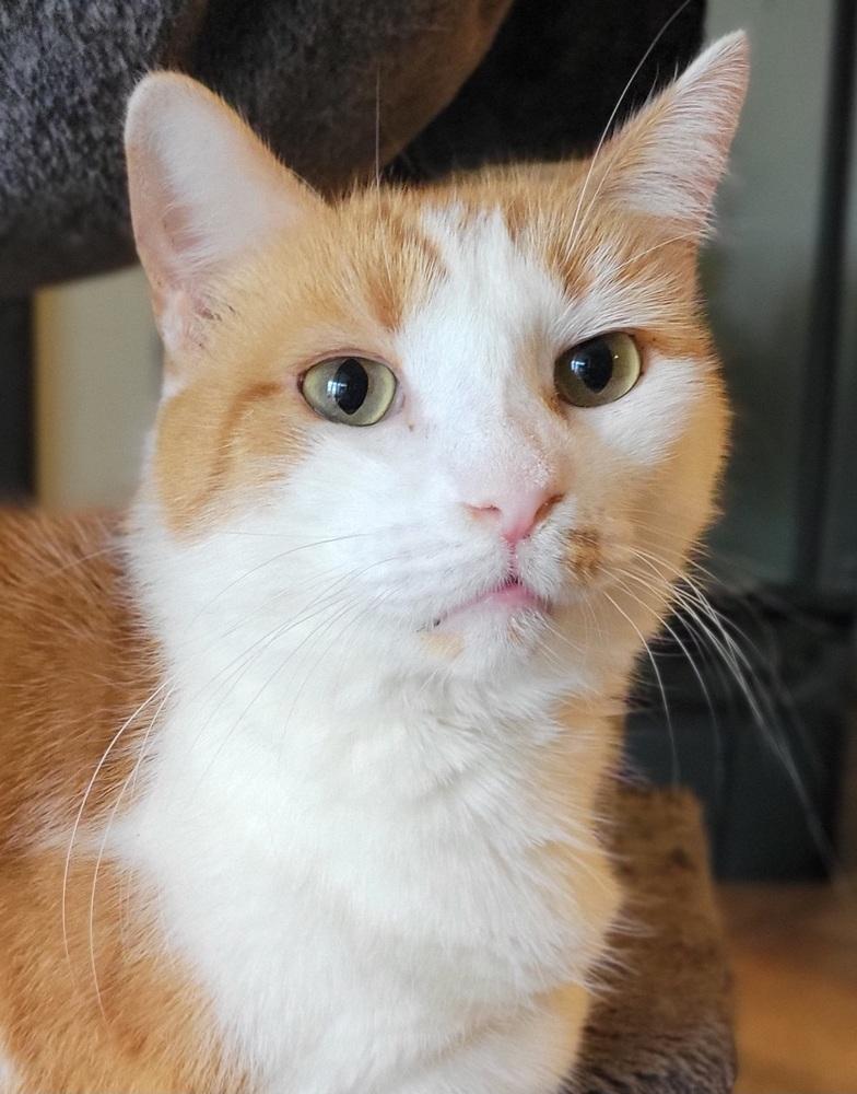 Enlarge Stanley, a Adoptable Domestic Short Hair in Louisa, VA image 3/4