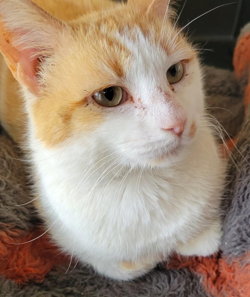 Enlarge Stanley, a Adoptable Domestic Short Hair in Louisa, VA image 4/4