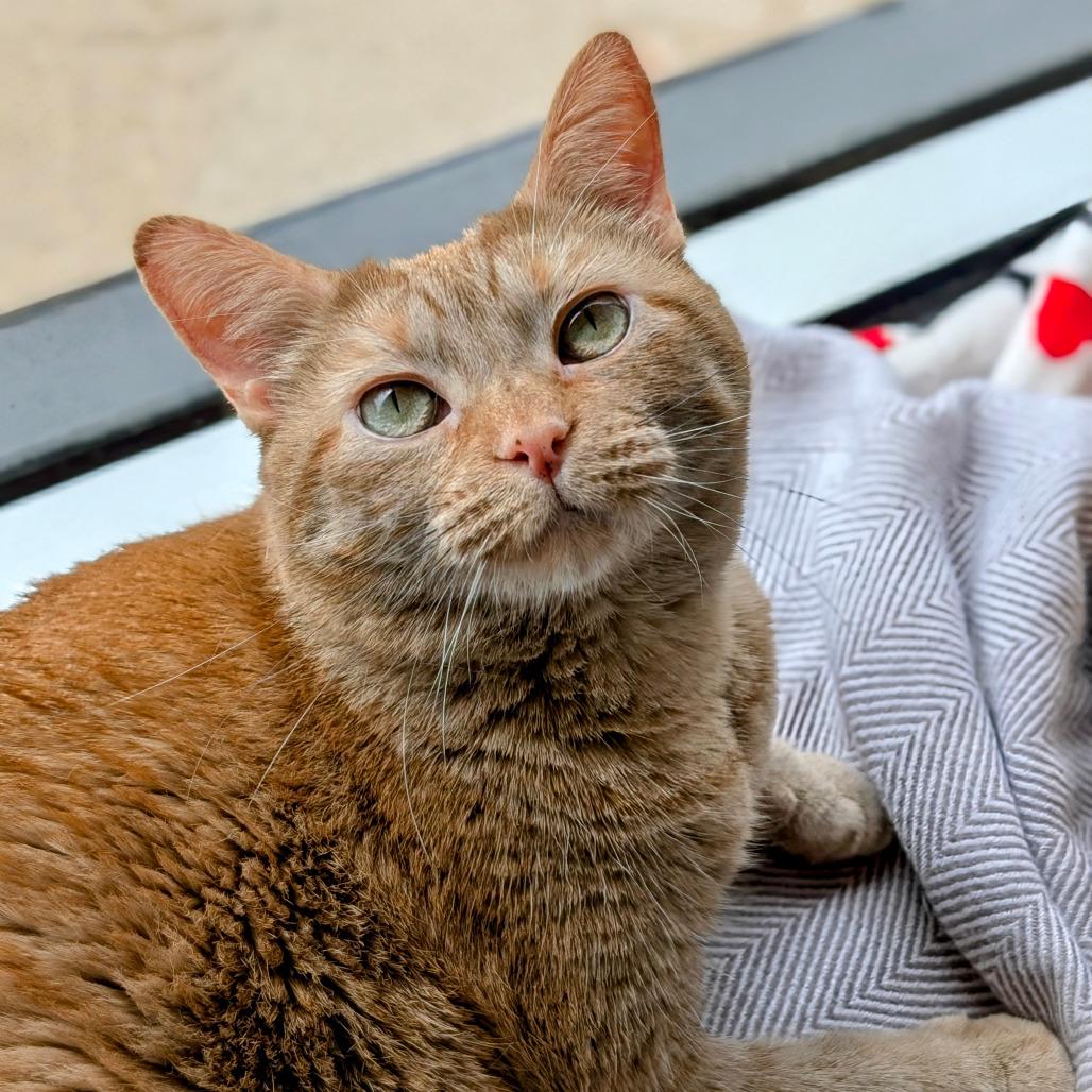 McLaughlin, Adult Female Domestic Short Hair