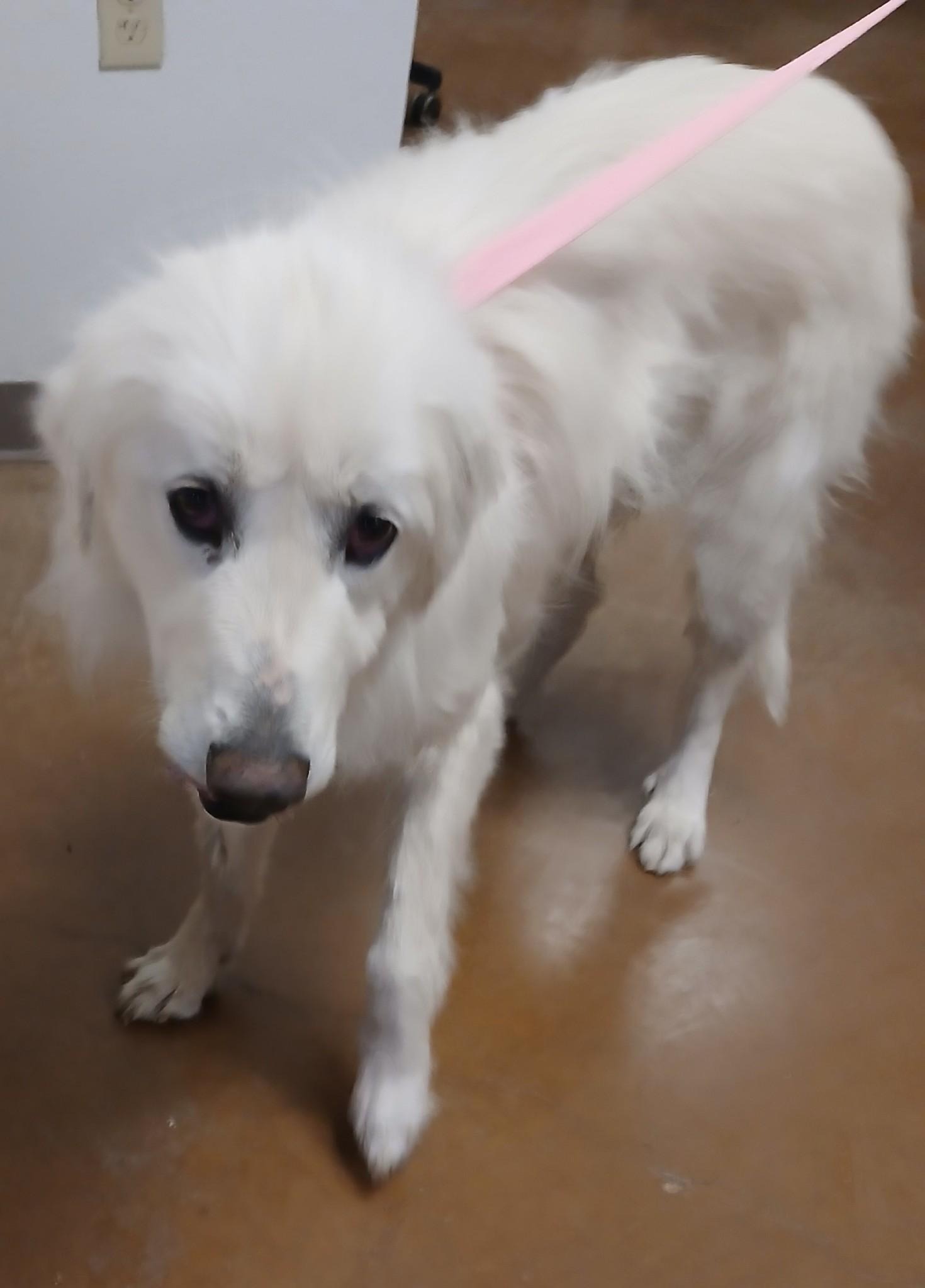 Enlarge Aspen, a Adoptable Great Pyrenees in Amarillo, TX image 1/1