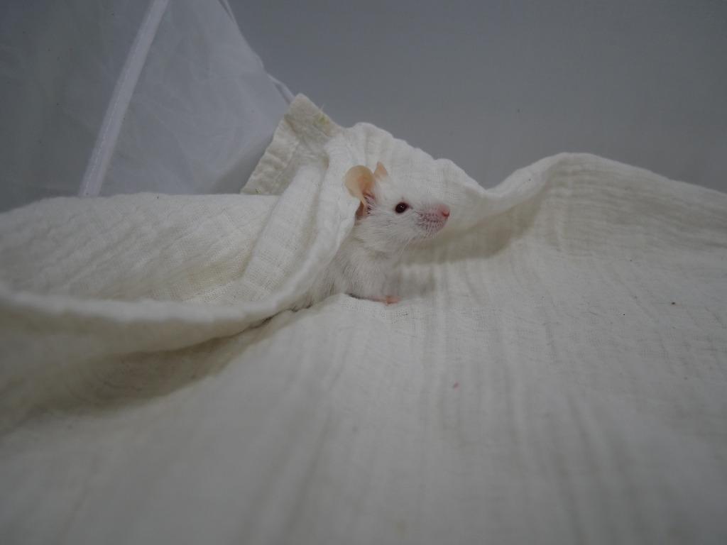 Henri, Adoptable, Young Male Mouse.