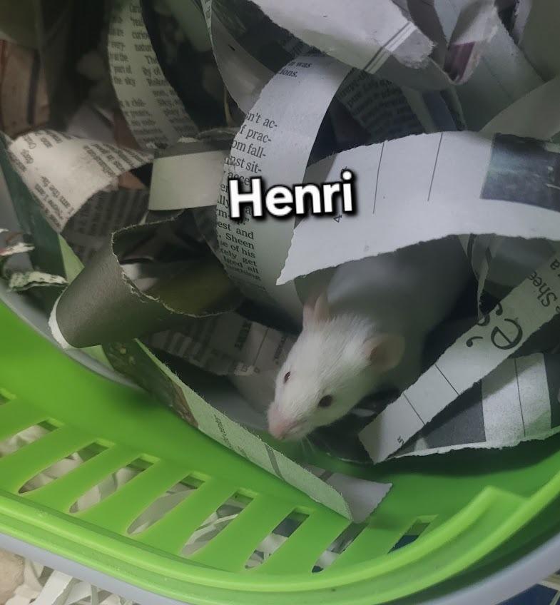 Enlarge Henri, a Adoptable Mouse in CRYSTAL LAKE, IL image 1/1