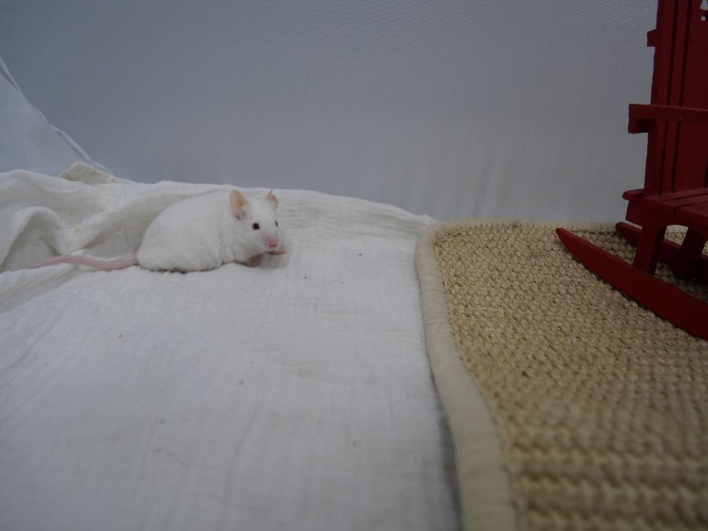 Enlarge Henri, a Adoptable Mouse in CRYSTAL LAKE, IL image 3/3