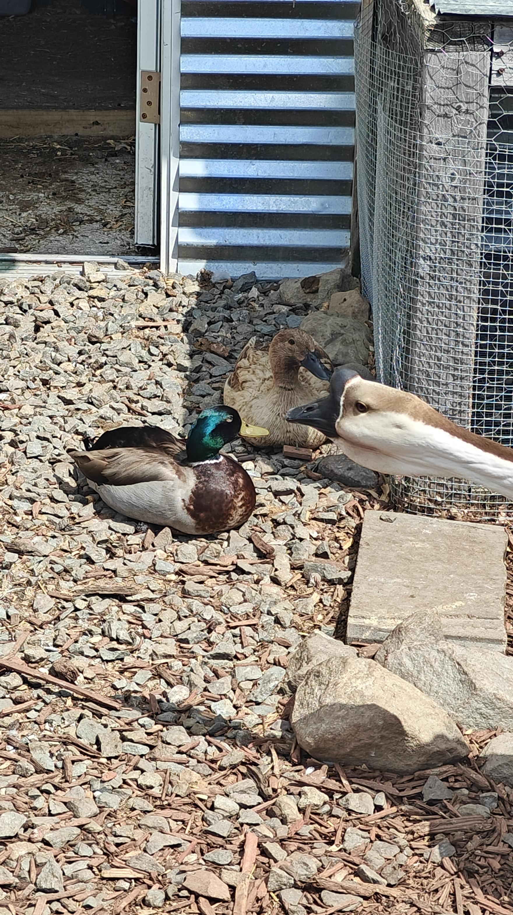 Nabisca & Keebler, Adoptable, Young Unknown Duck.