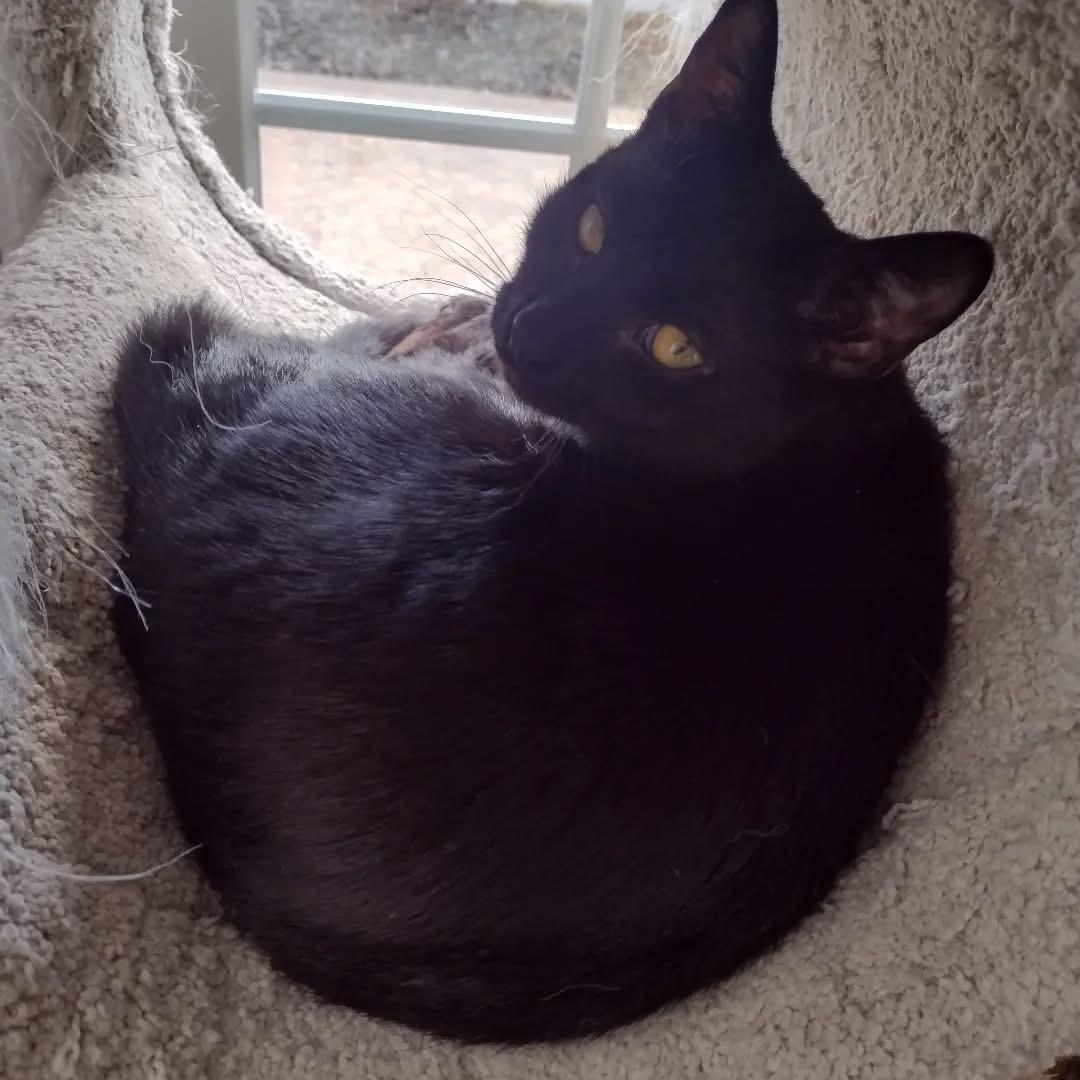 Enlarge Melody, a Adoptable Domestic Short Hair in Bridgewater, NJ image 1/1