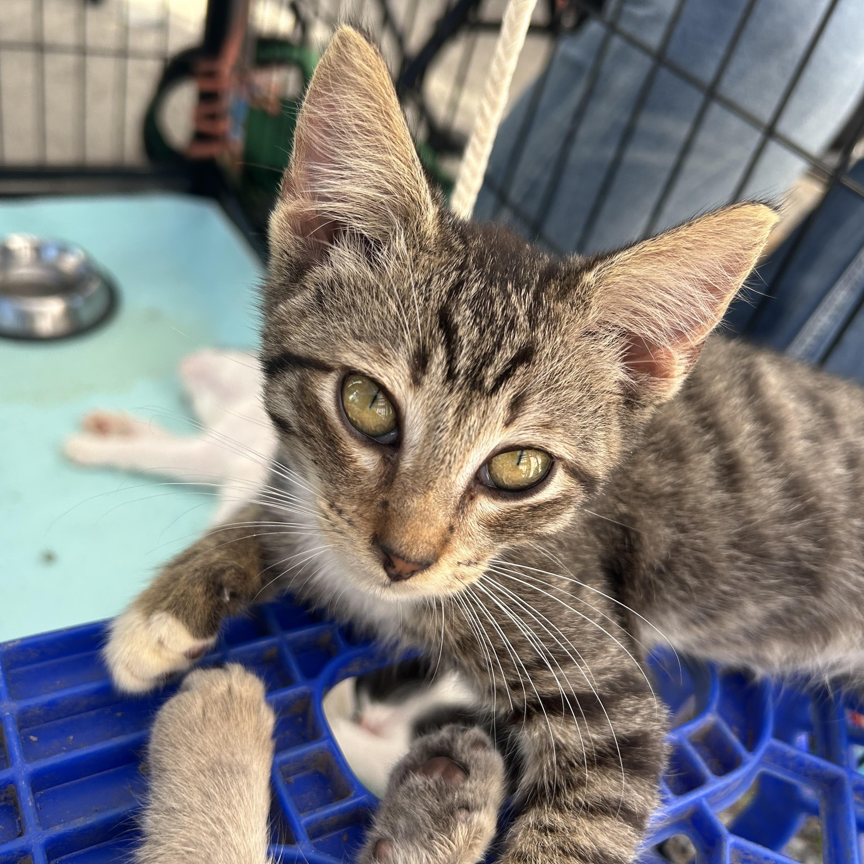 Ollie, Adoptable, Kitten Male Tabby.