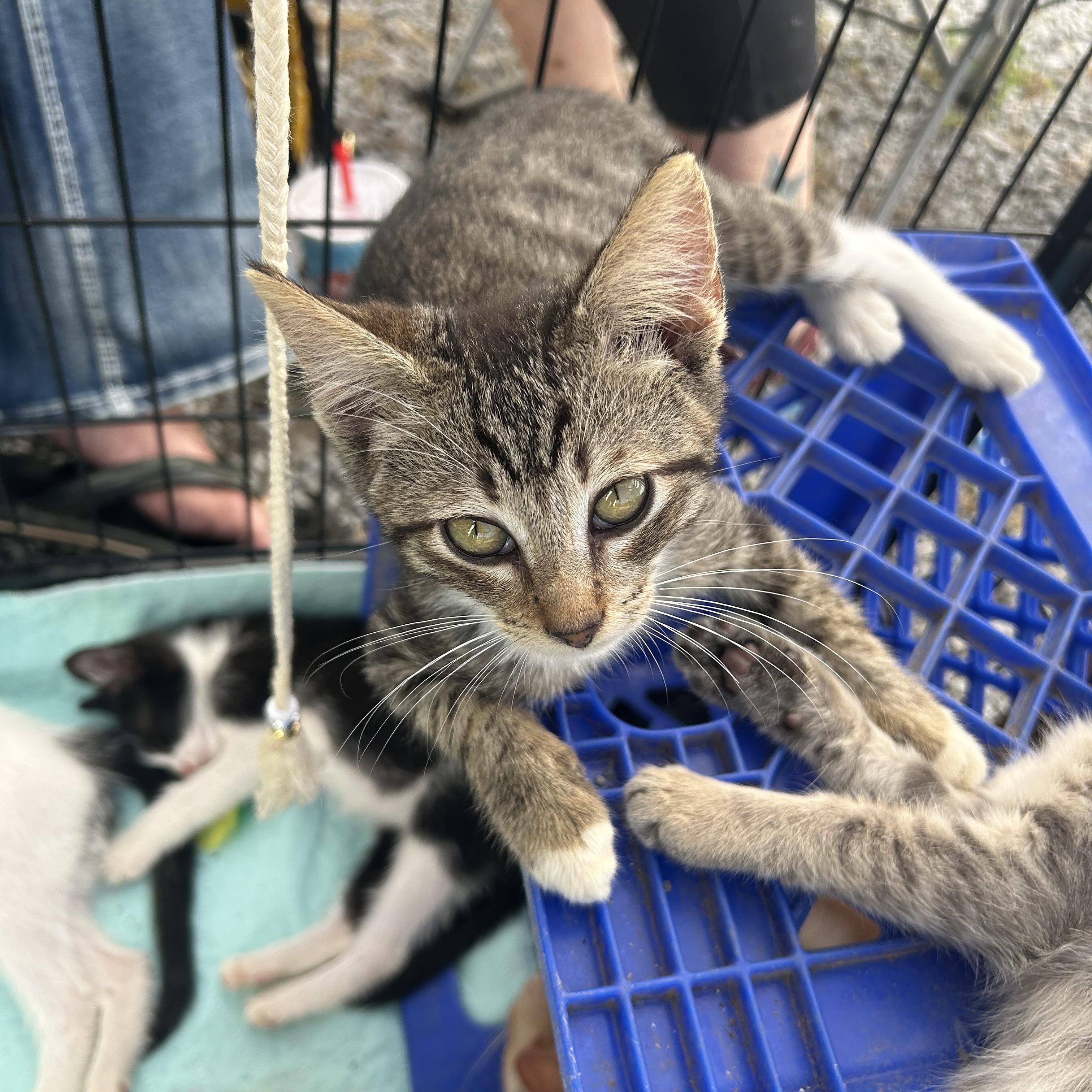 Enlarge Ollie, a Adoptable Tabby in Rock Spring, GA image 3/4