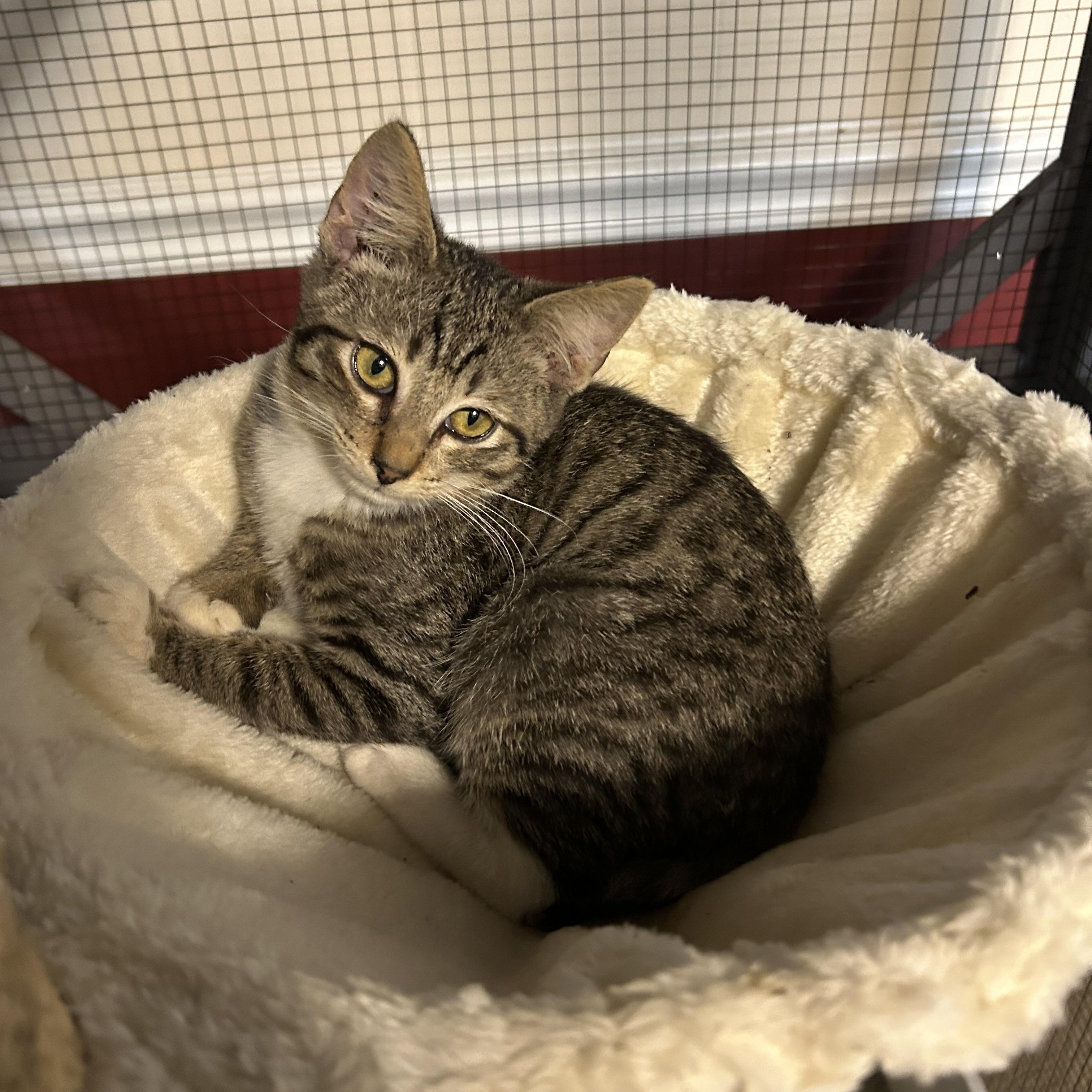Enlarge Ollie, a Adoptable Tabby in Rock Spring, GA image 4/4