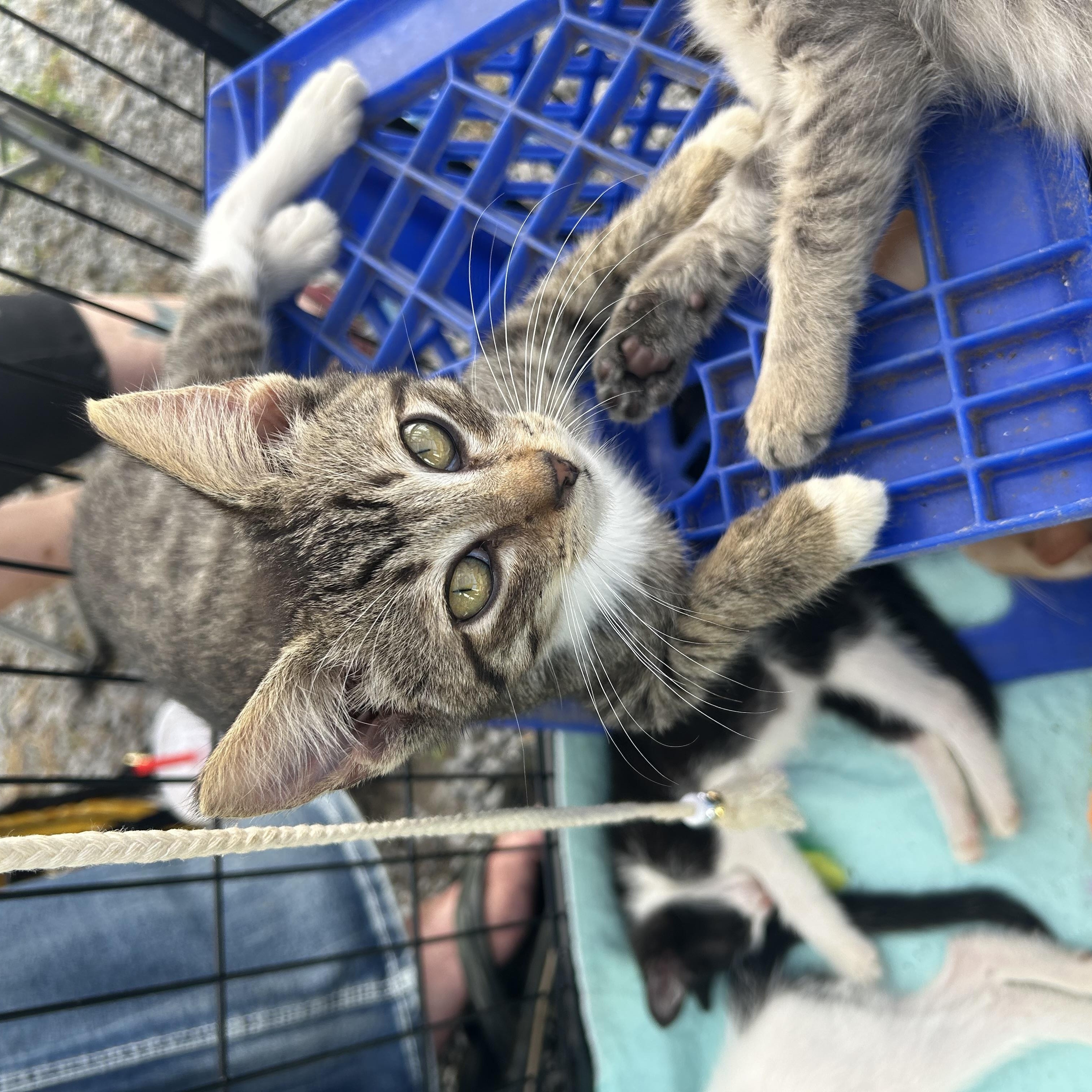 Enlarge Ollie, a Adoptable Tabby in Rock Spring, GA image 2/4