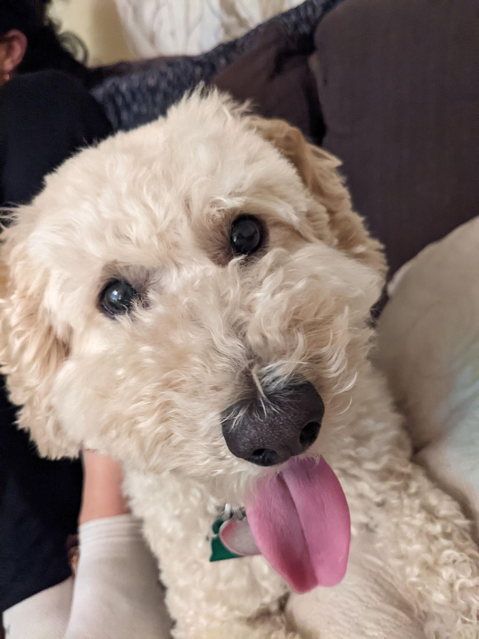 Enlarge Teddy, a Adoptable mixed breed in Woodland, CA image 1/1