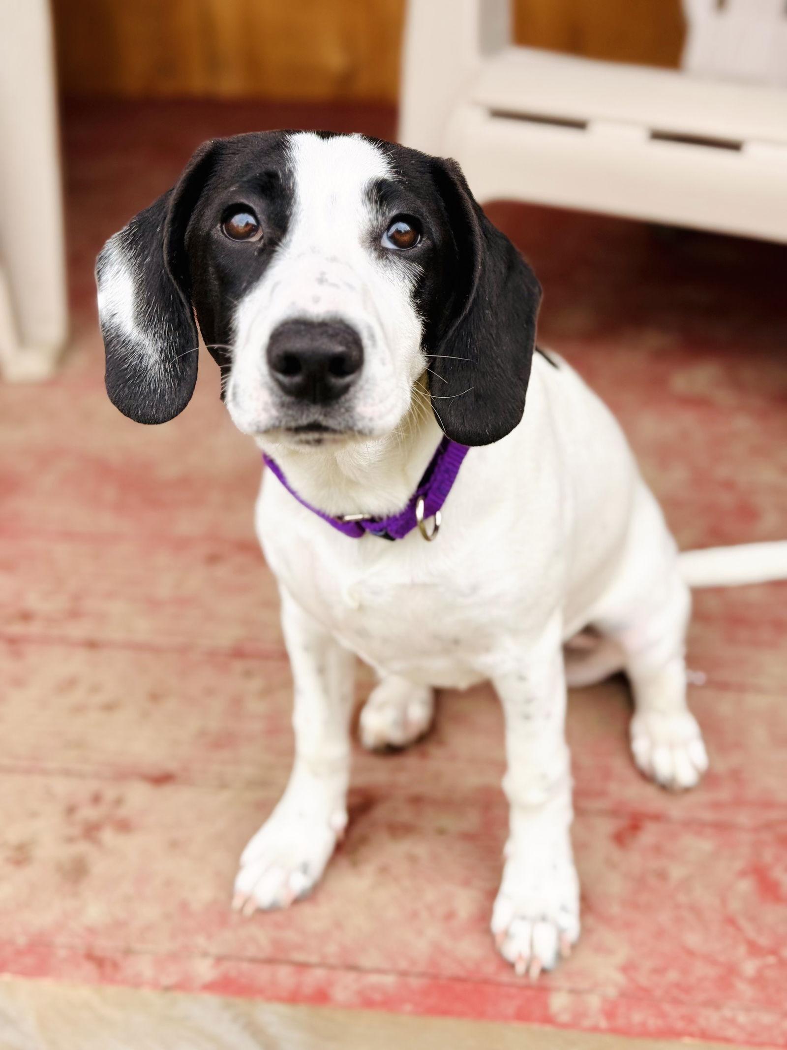 Enlarge Reeni, a Adopted Hound in Arlington, VT image 1/3