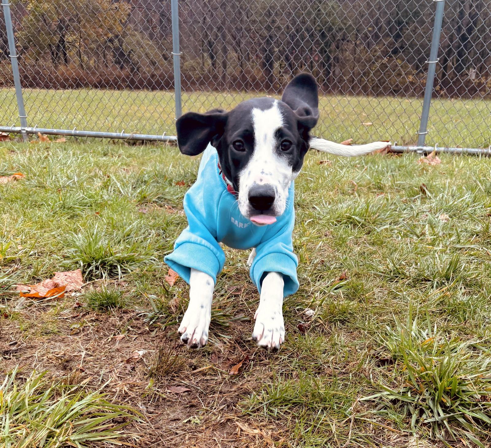 Enlarge Reeni, a Adopted Hound in Arlington, VT image 2/3