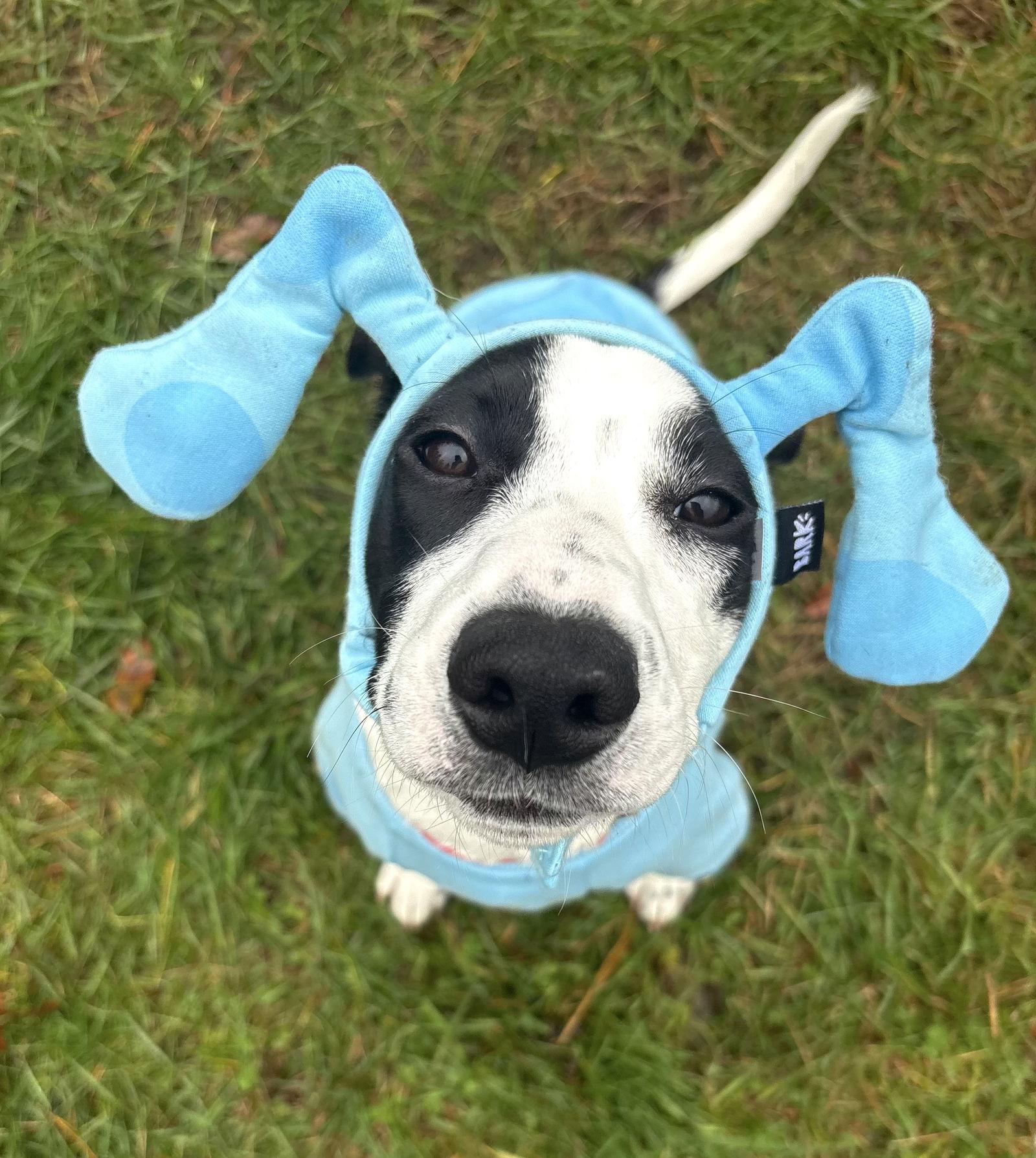 Reeni, Adopted, Young Female Hound.