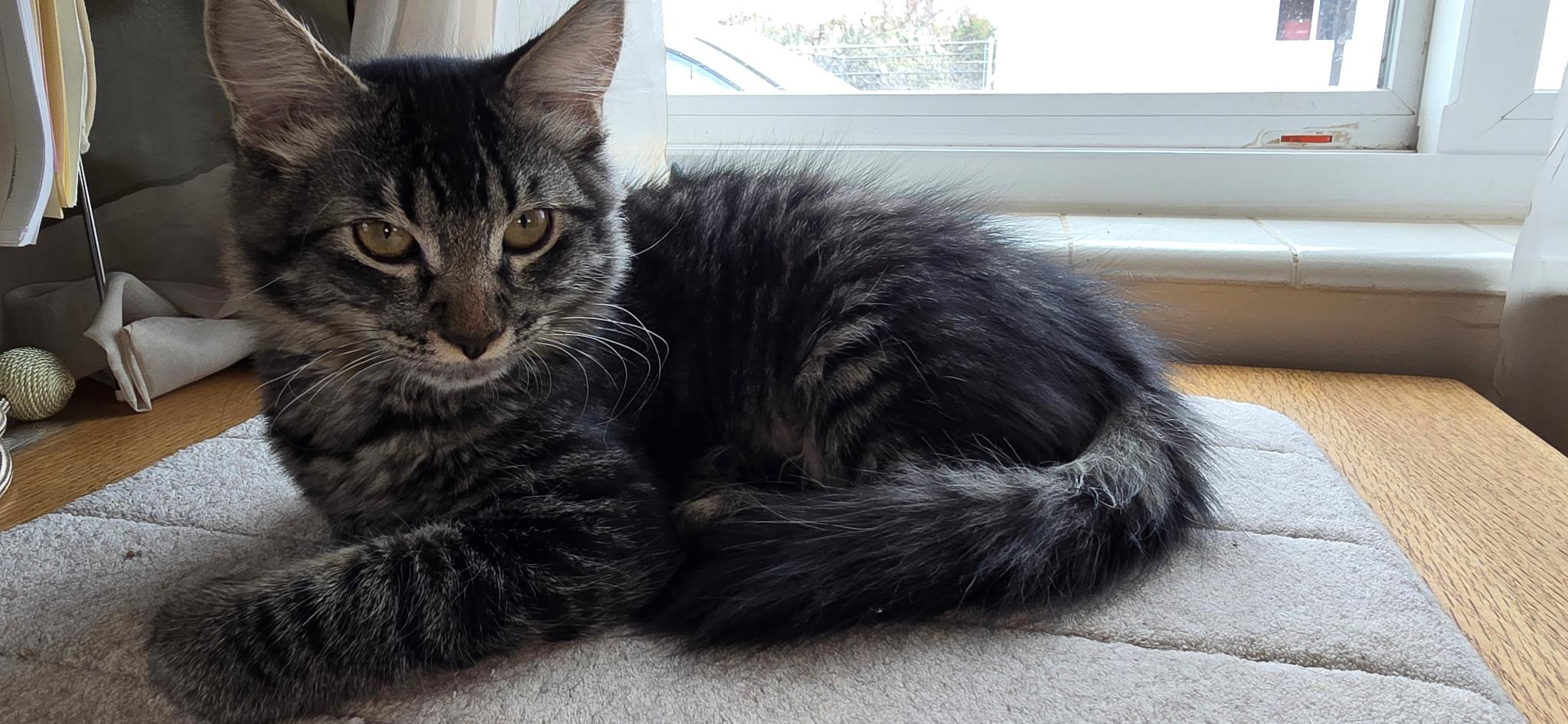 Tobi, Adoptable, Young Female Domestic Medium Hair.