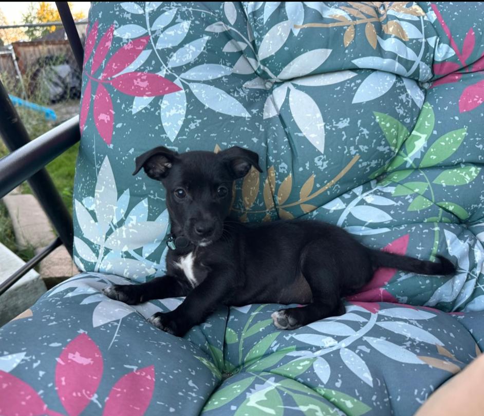 Enlarge Saul, a Adoptable mixed breed in Spokane, WA image 2/6