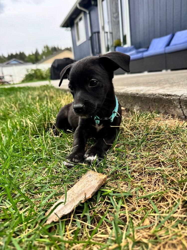 Enlarge Saul, a Adoptable mixed breed in Spokane, WA image 3/6
