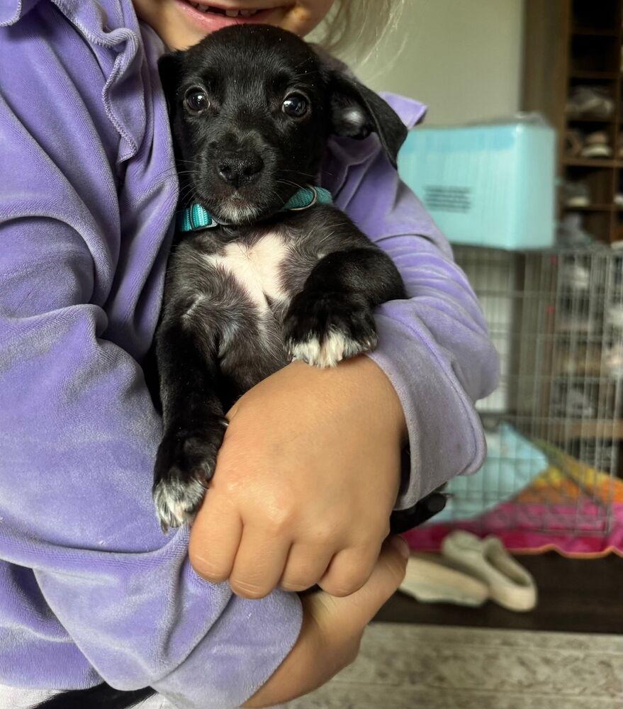 Enlarge Saul, a Adoptable mixed breed in Spokane, WA image 4/6