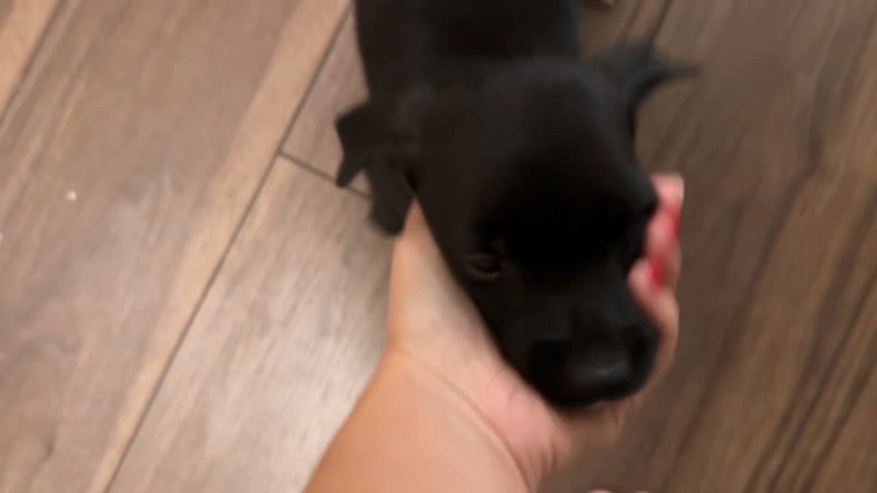Enlarge Saul, a Adoptable mixed breed in Spokane, WA video 5/6