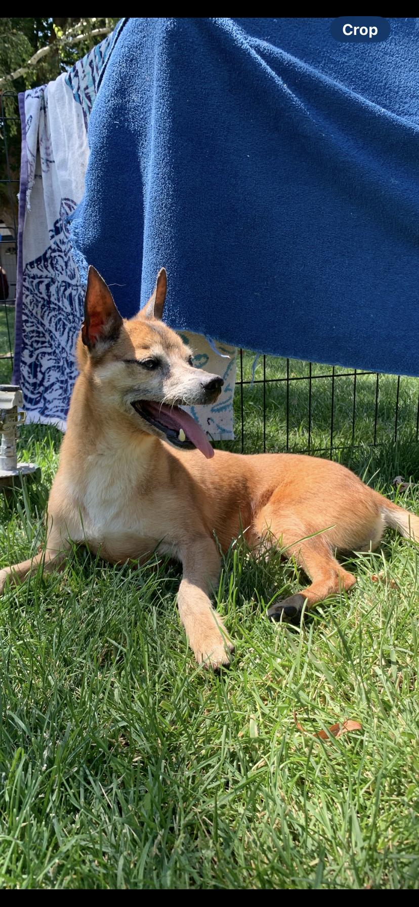 Ranger, a Adoptable mixed breed in Seattle, WA image 2/3