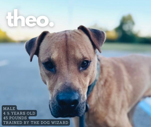 Theo, Adoptable, Adult Male Mixed Breed.