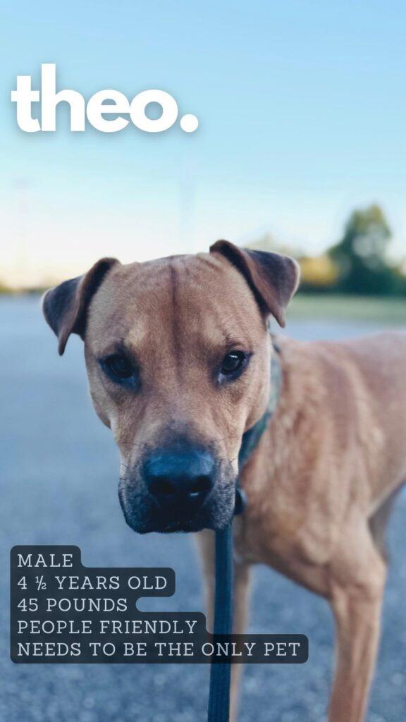 Enlarge Theo, a Adoptable mixed breed in Ashland, KY image 1/1