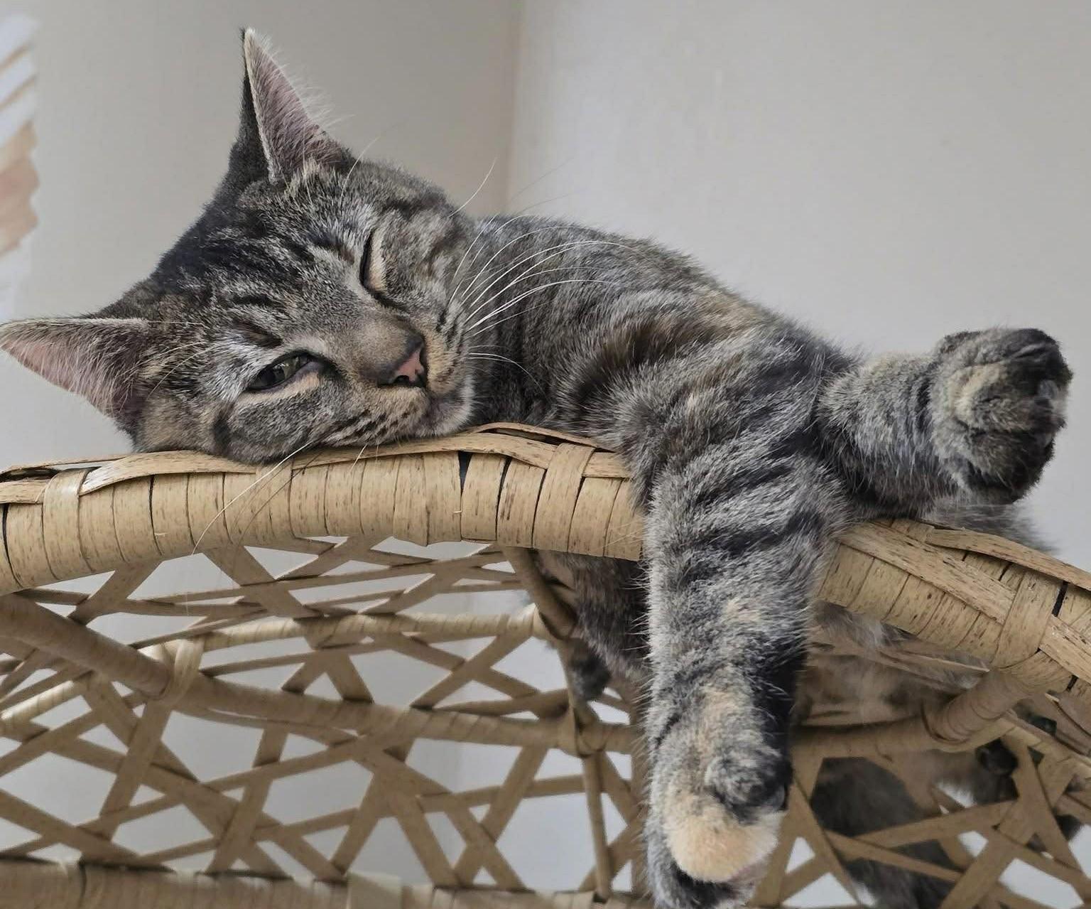 Soots, an adopted Tabby in Charleston, WV image 1/5