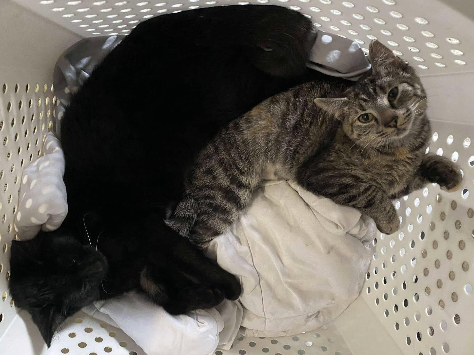 Soots, a Adoptable Tabby in Charleston, WV image 4/4