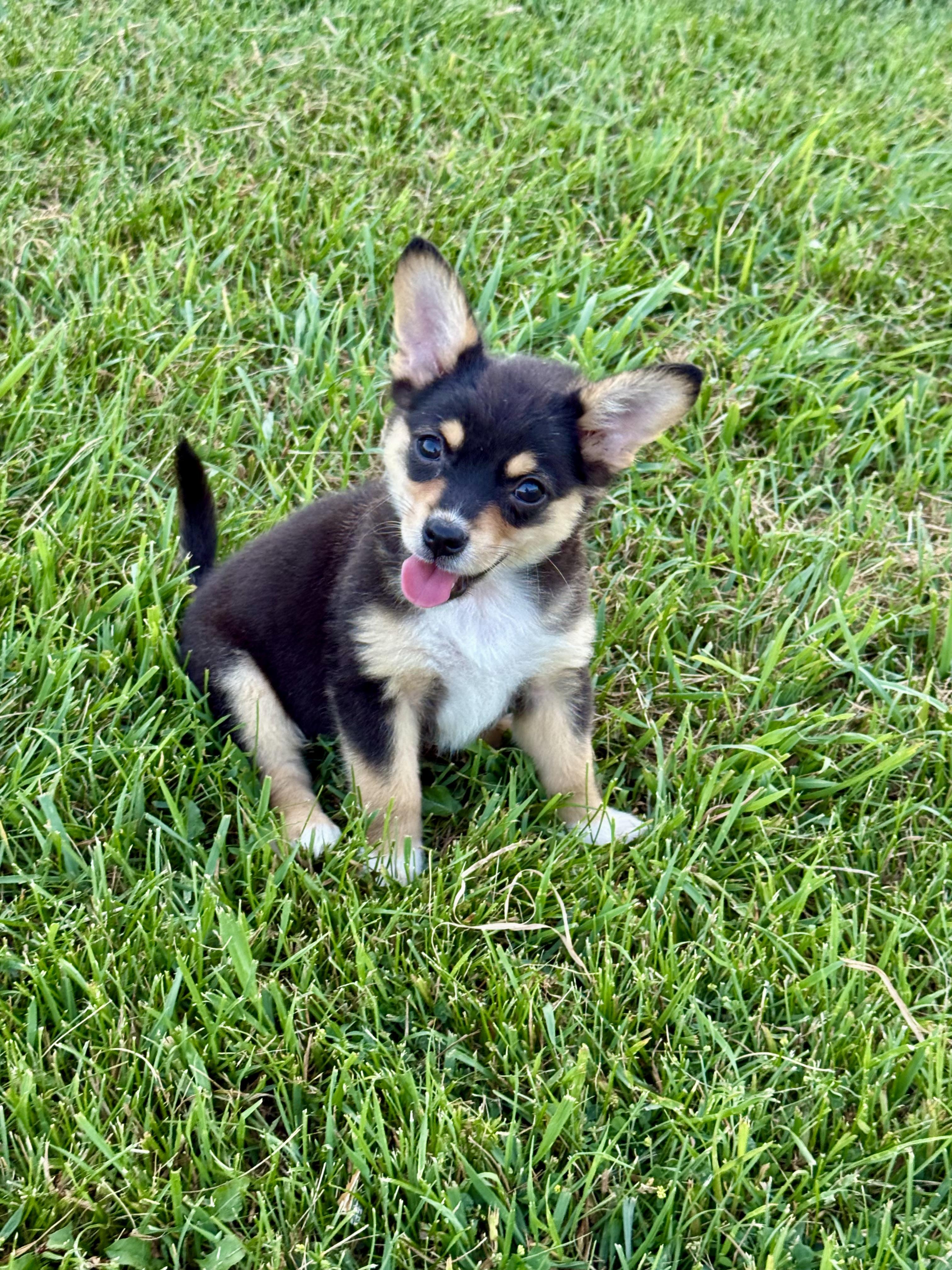 Gerry, an adopted mixed breed in Hustisford , WI image 4/4
