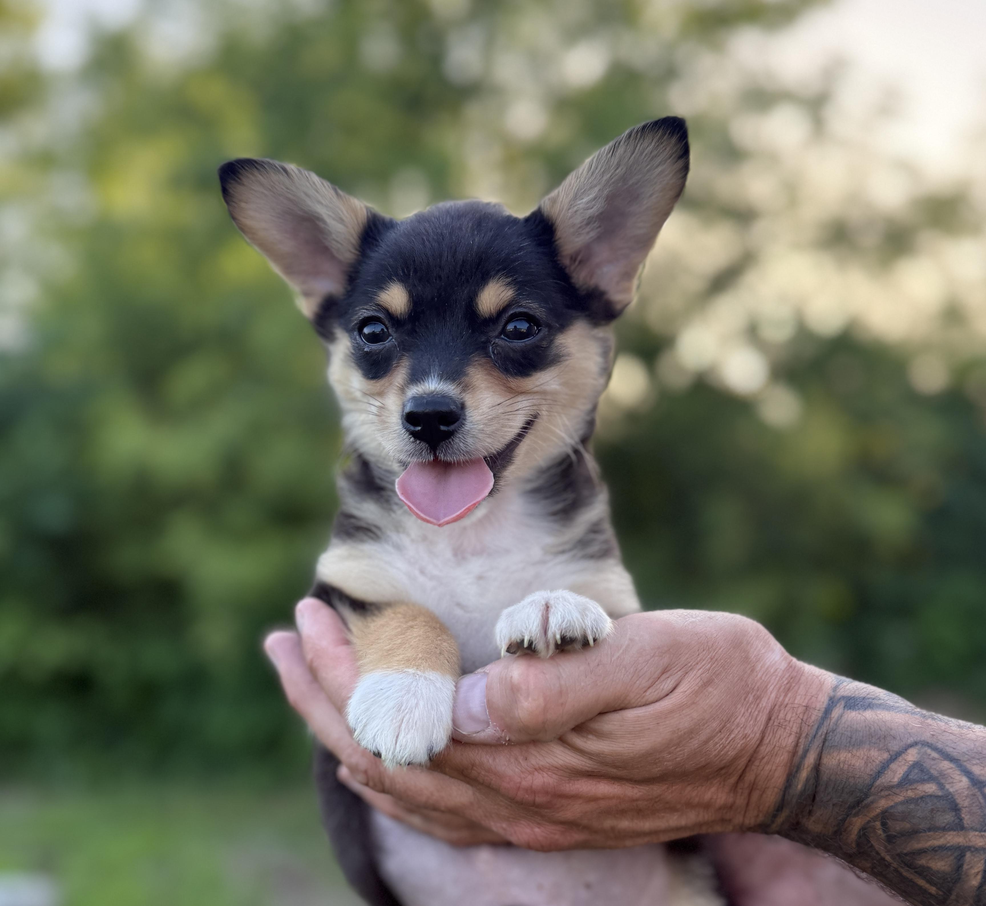Gerry, an adopted mixed breed in Hustisford , WI image 1/4