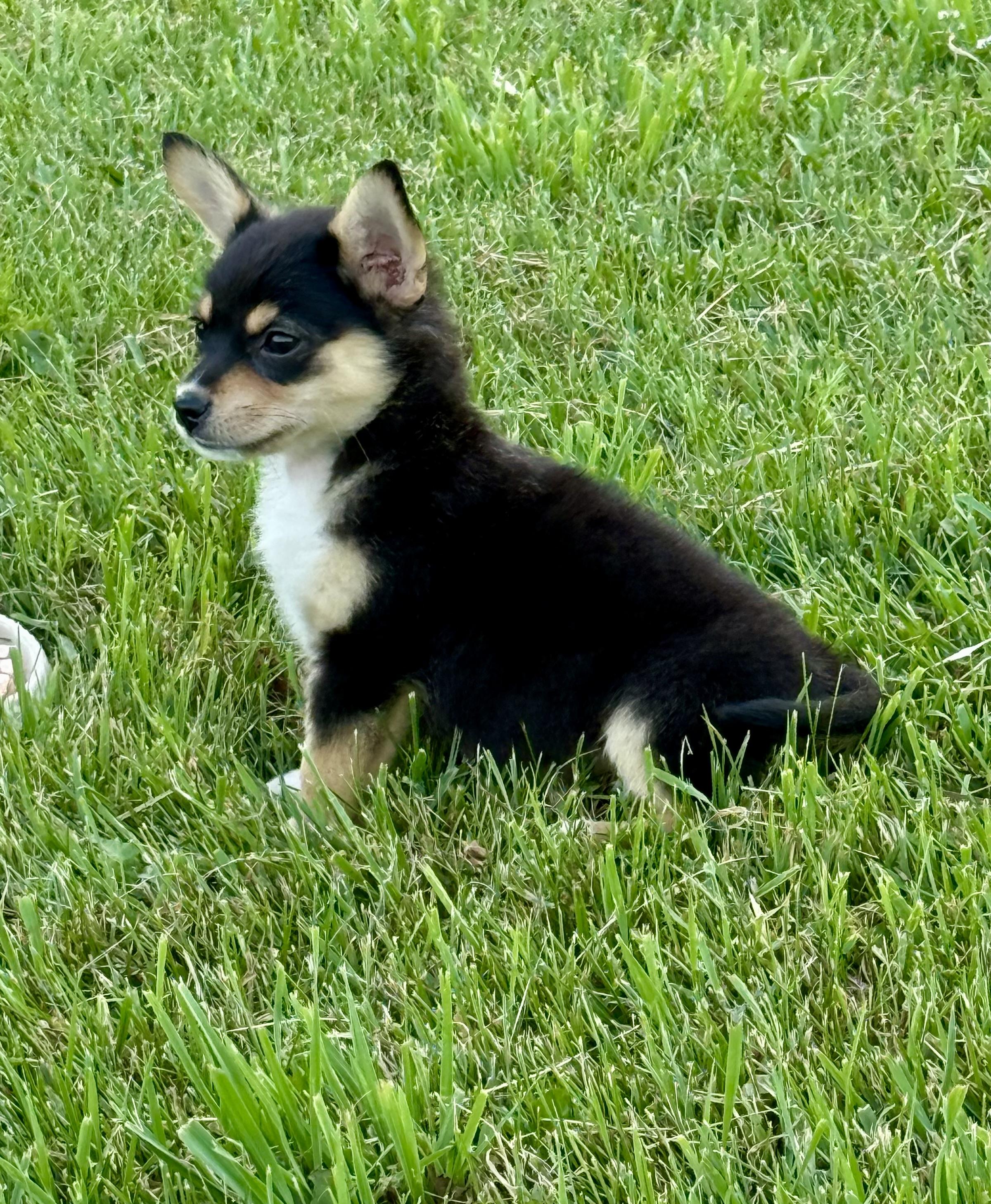 Gerry, an adopted mixed breed in Hustisford , WI image 2/4