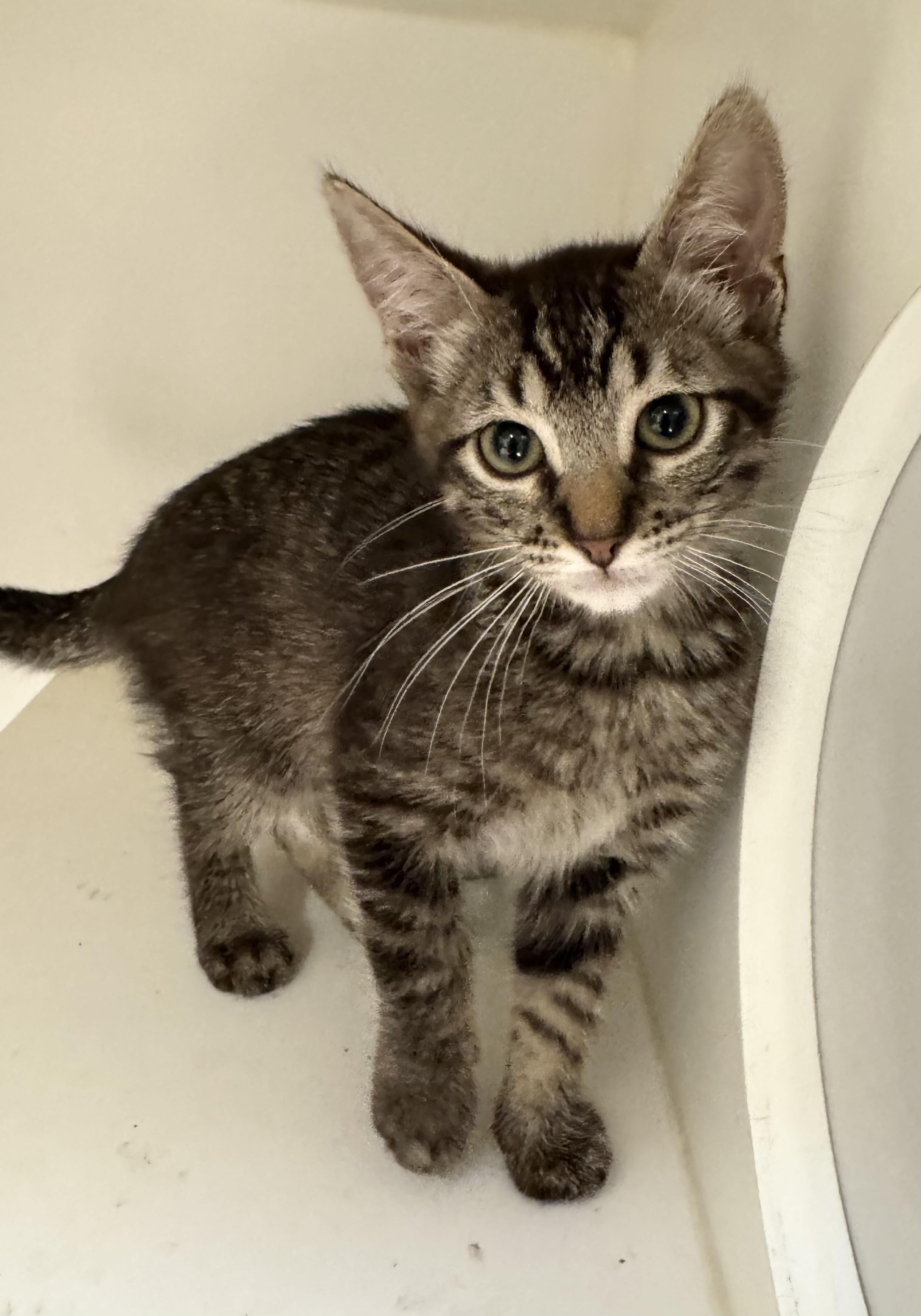 *Parsley, Baby Male Tabby