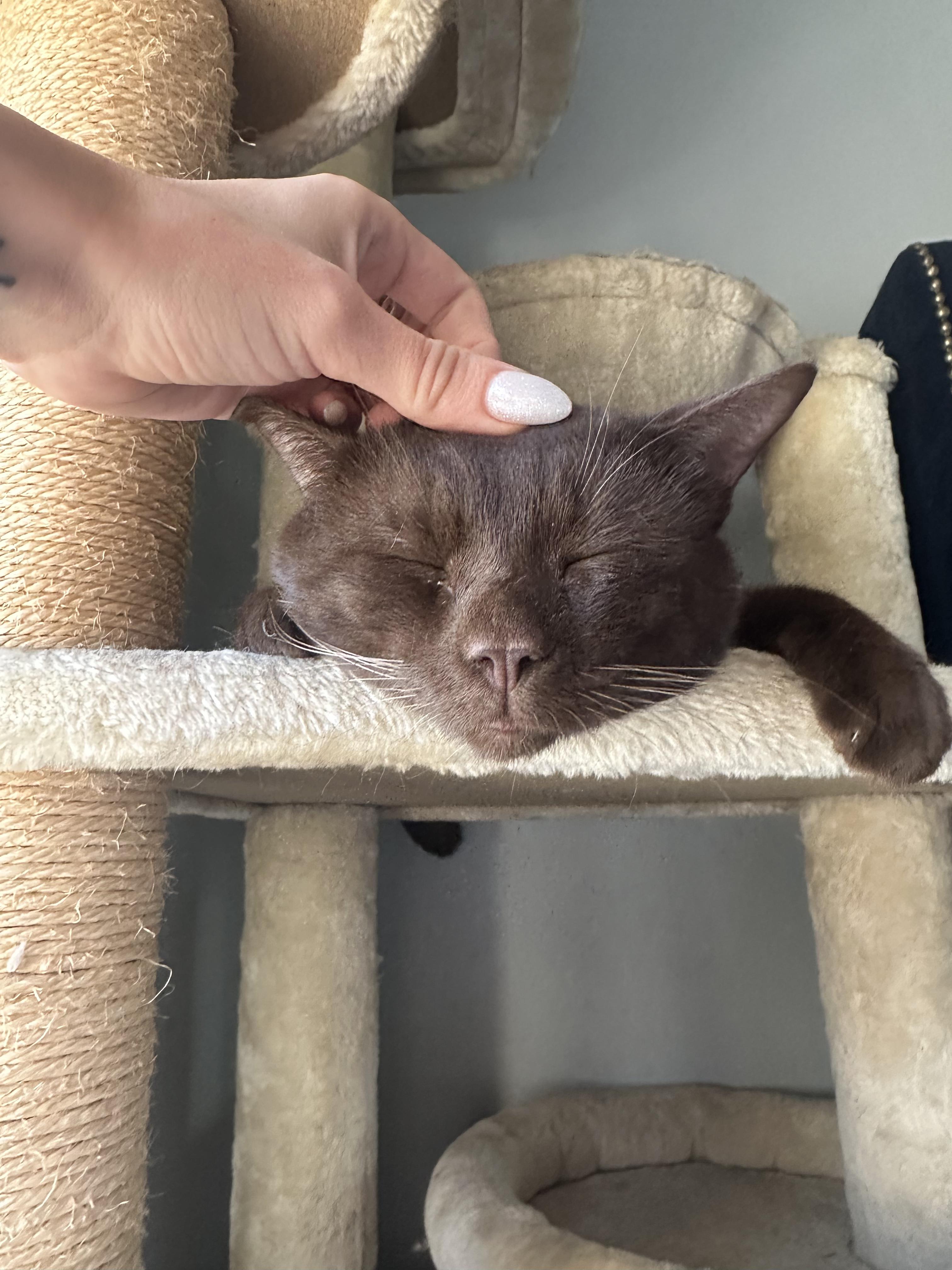 Chestnut thumbnail 2