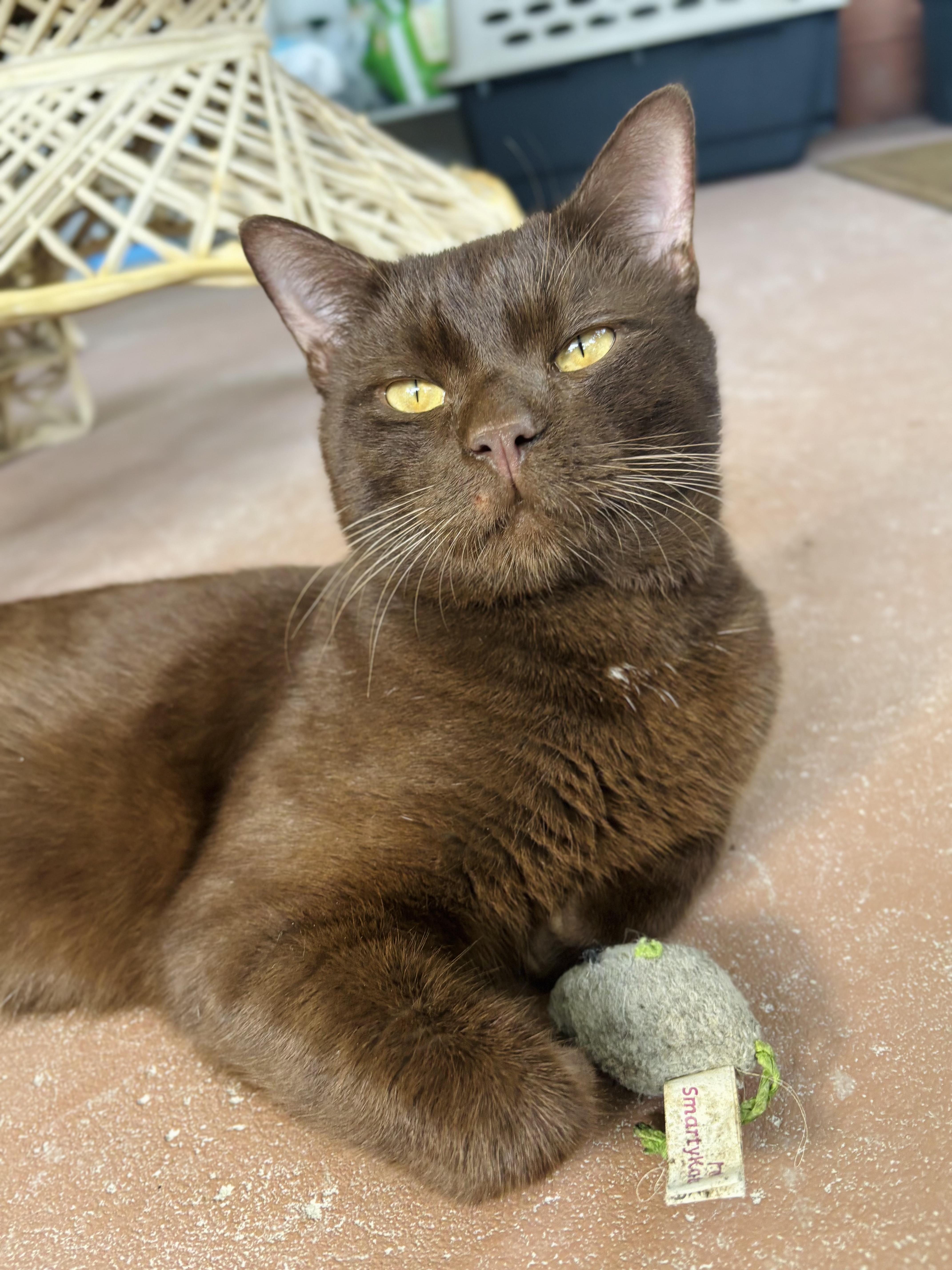 Chestnut thumbnail 3