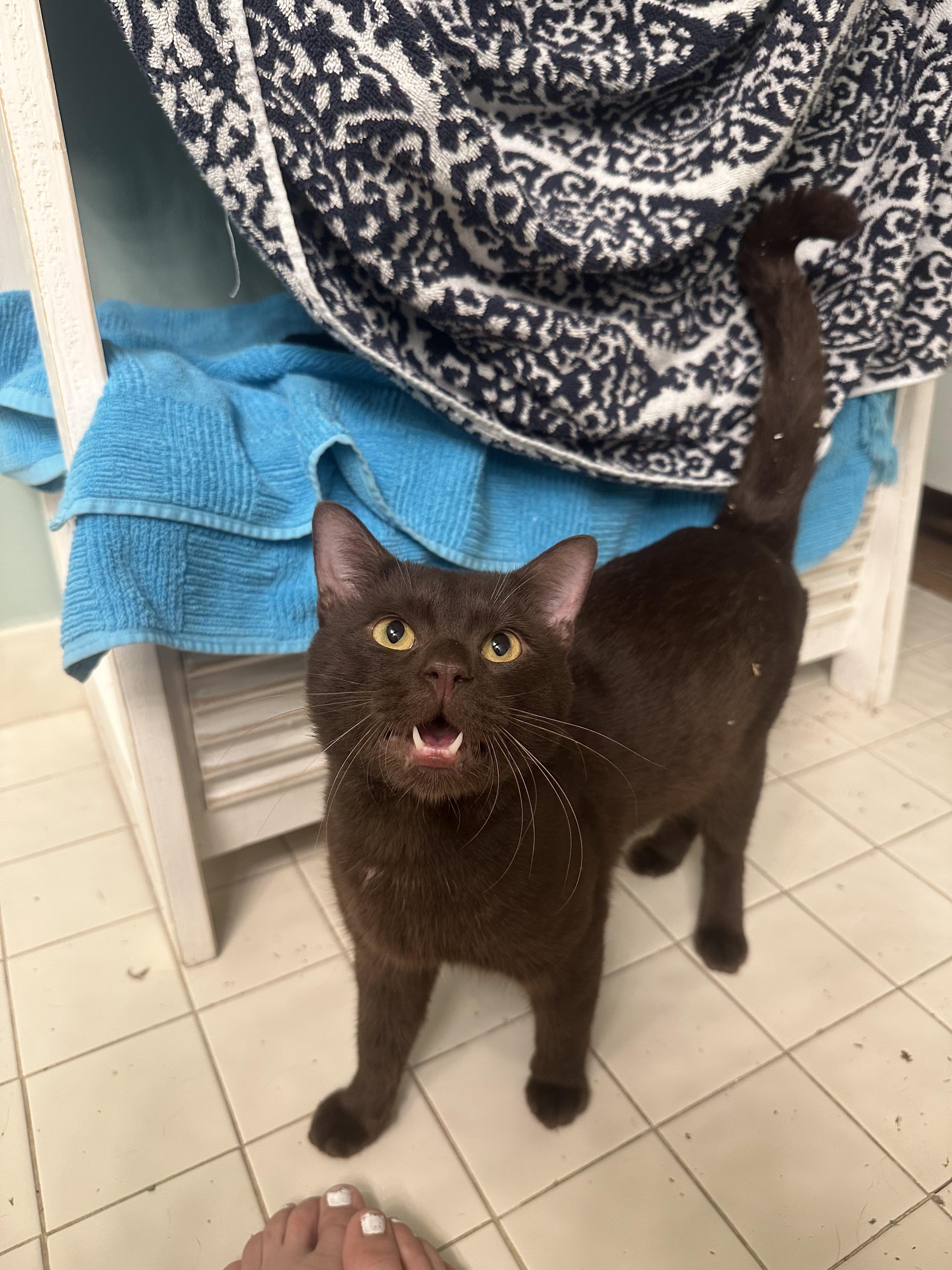 Chestnut thumbnail 4