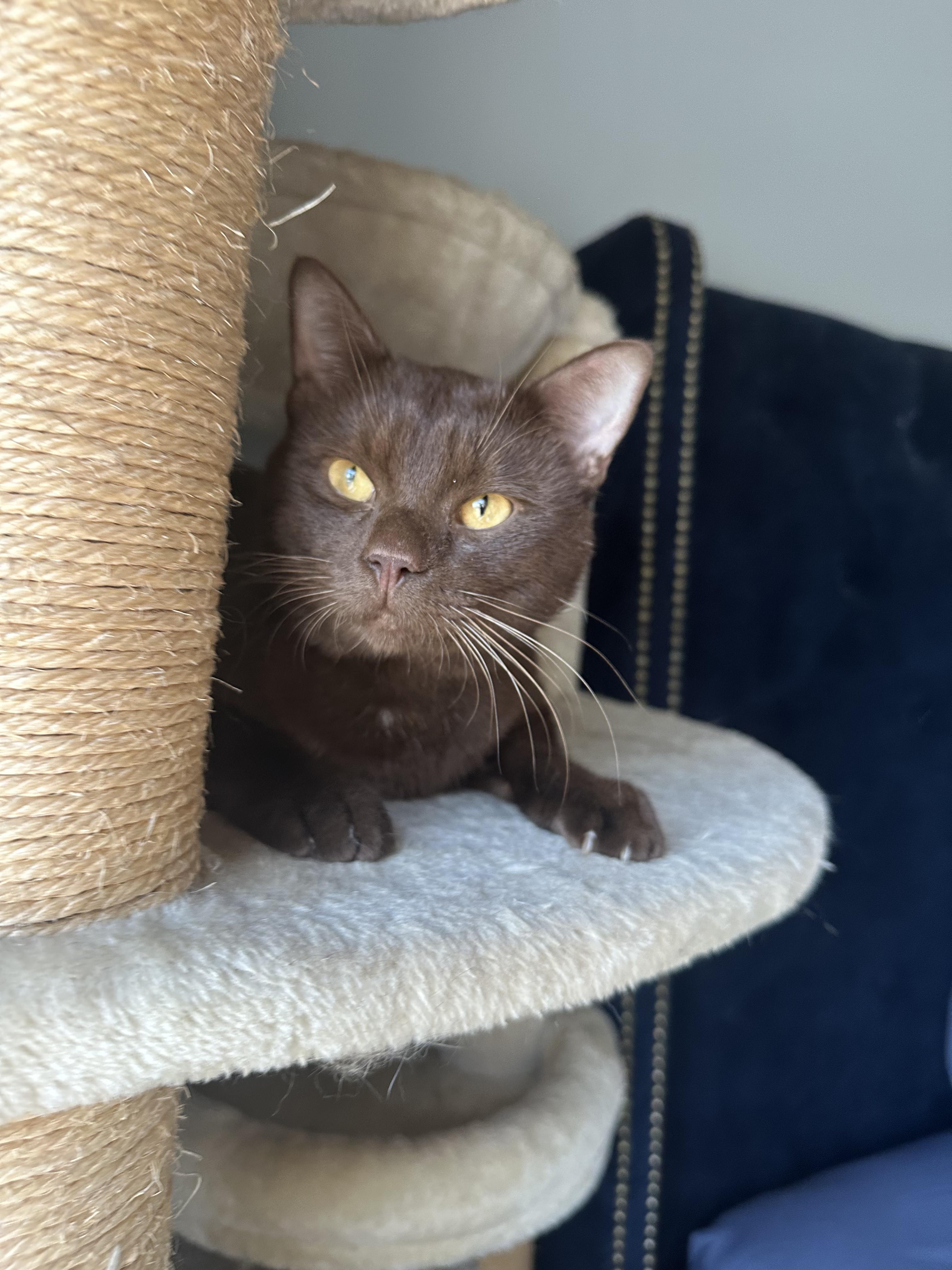 Chestnut thumbnail 5