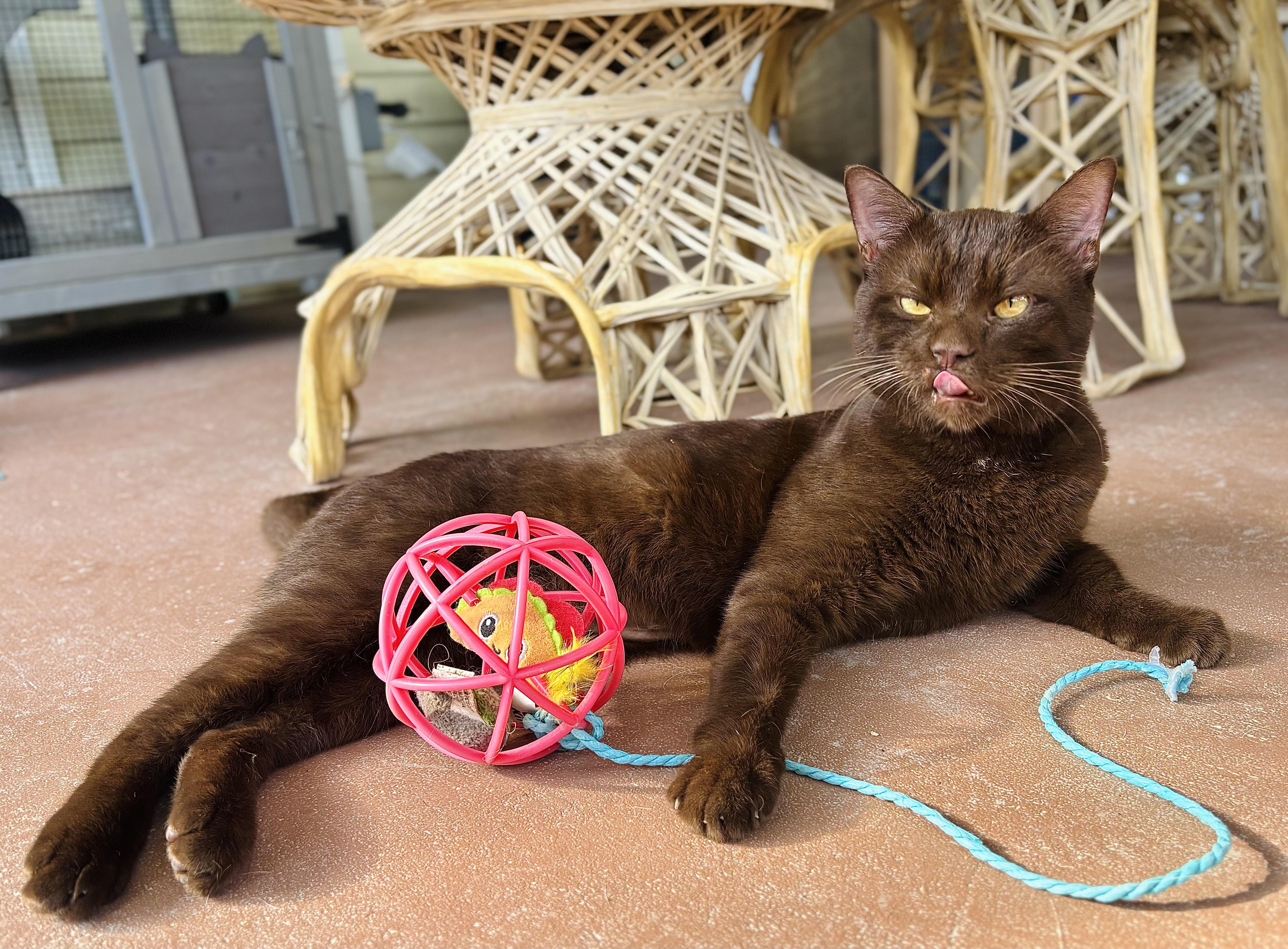 Chestnut thumbnail 6