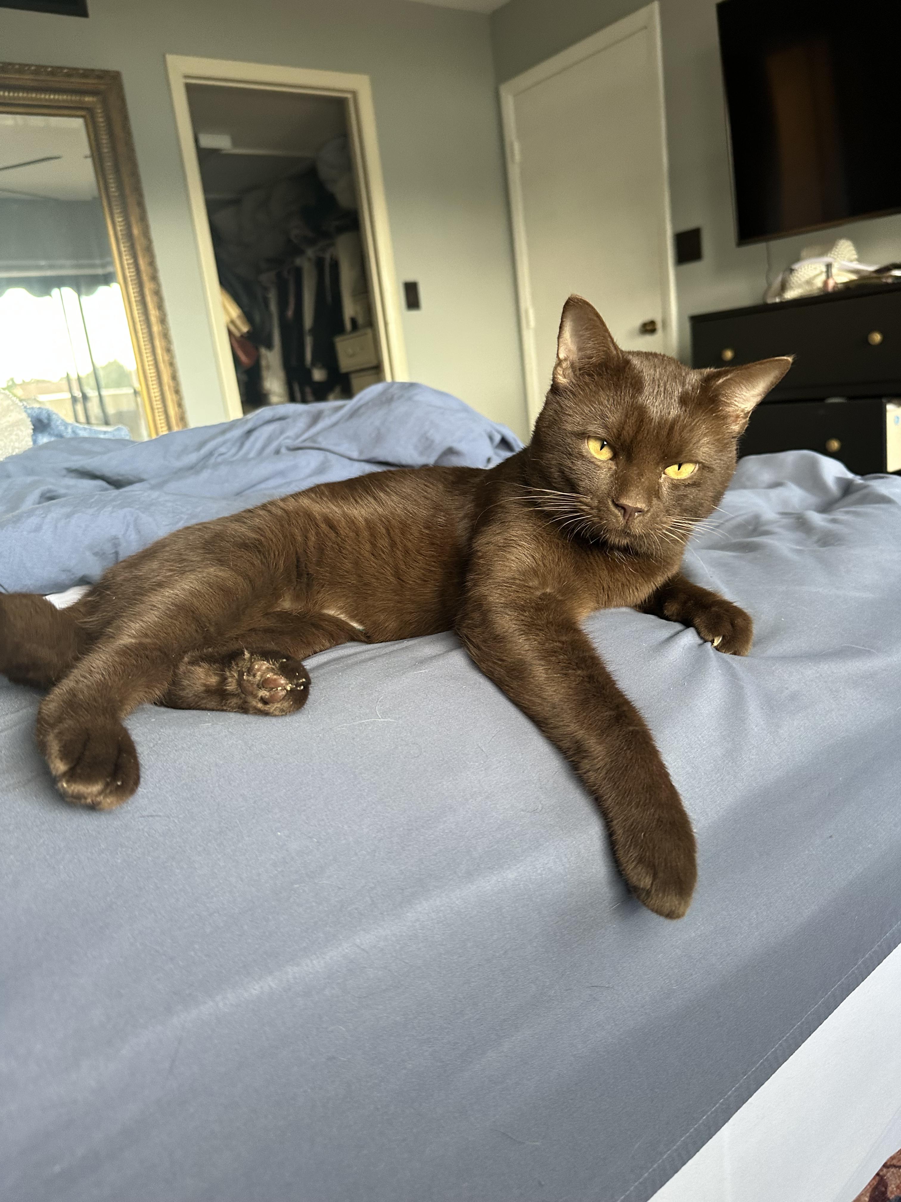 Chestnut thumbnail 7